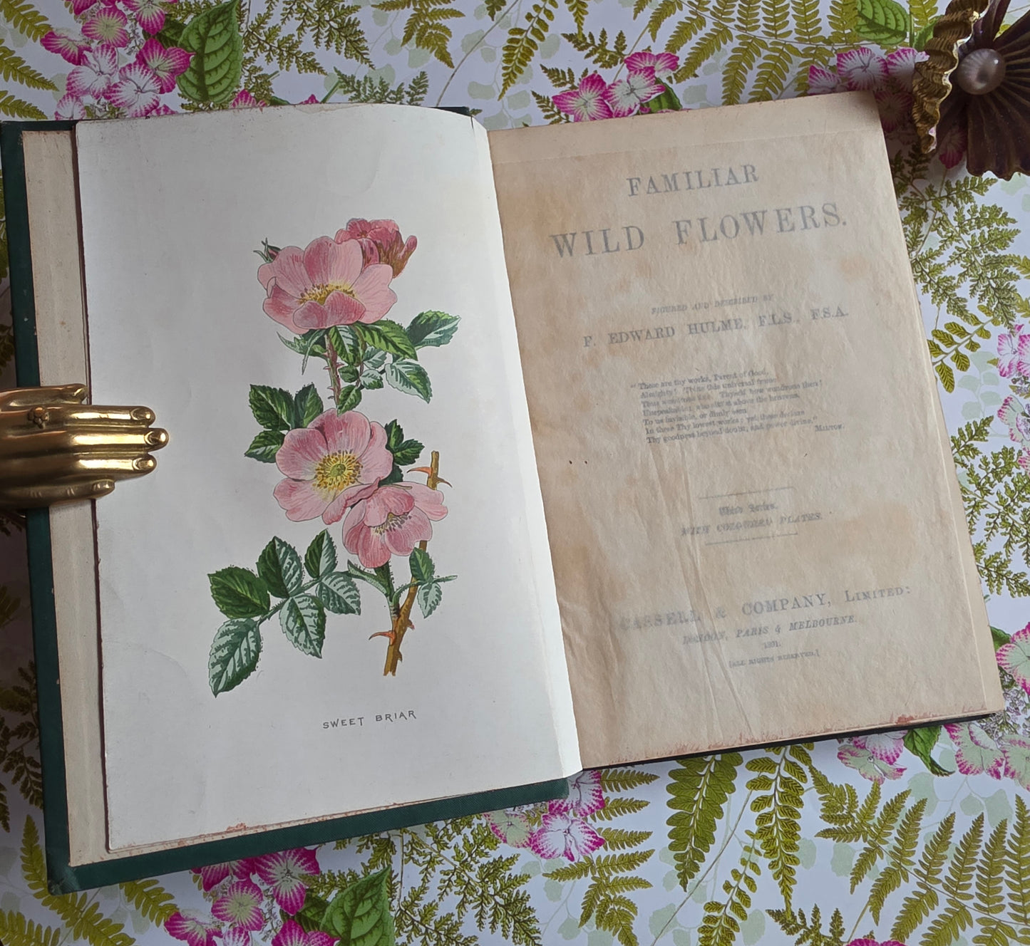1891 Familiar Wild Flowers / Illustrated Victorian Antique Book (Third Series)