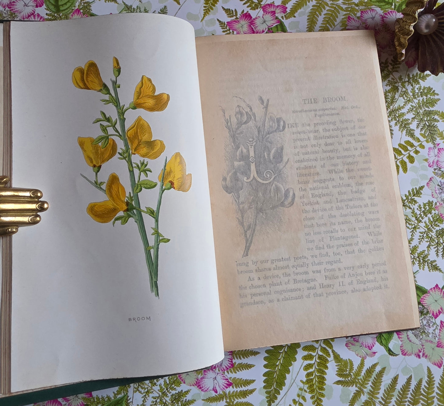 1891 Familiar Wild Flowers / Illustrated Victorian Antique Book (Third Series)