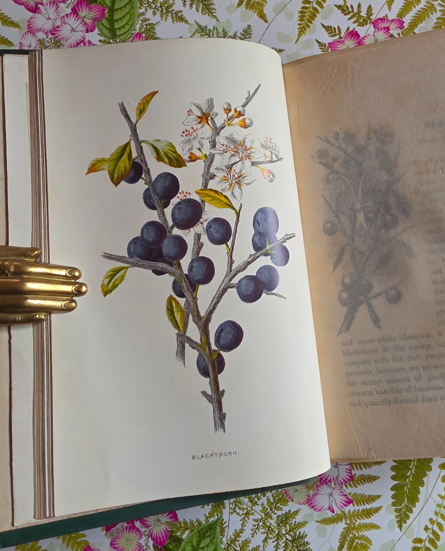 1891 Familiar Wild Flowers / Illustrated Victorian Antique Book (Third Series)