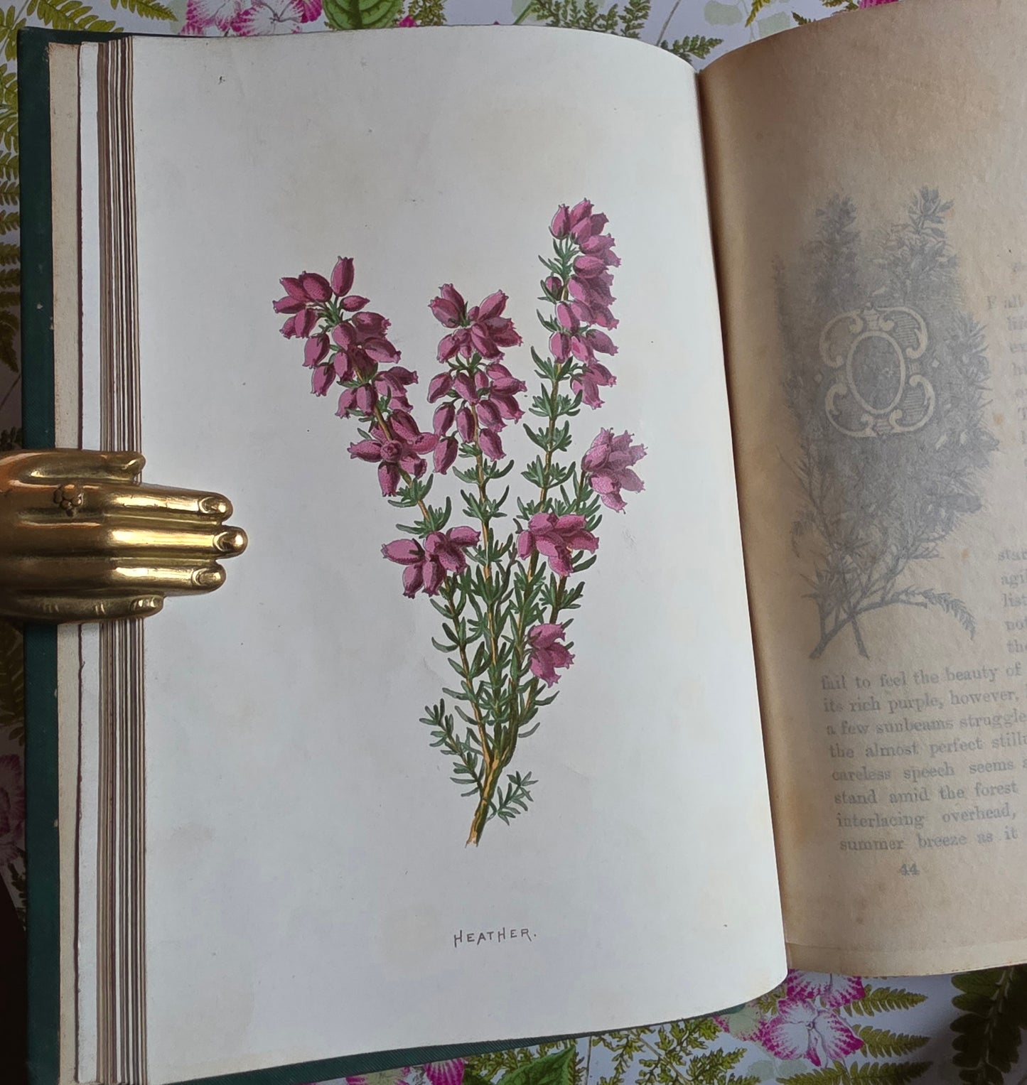 1891 Familiar Wild Flowers / Illustrated Victorian Antique Book (Third Series)