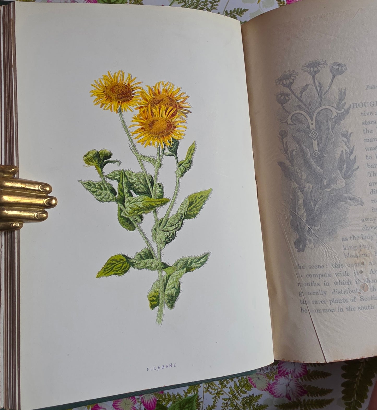 1891 Familiar Wild Flowers / Illustrated Victorian Antique Book (Third Series)