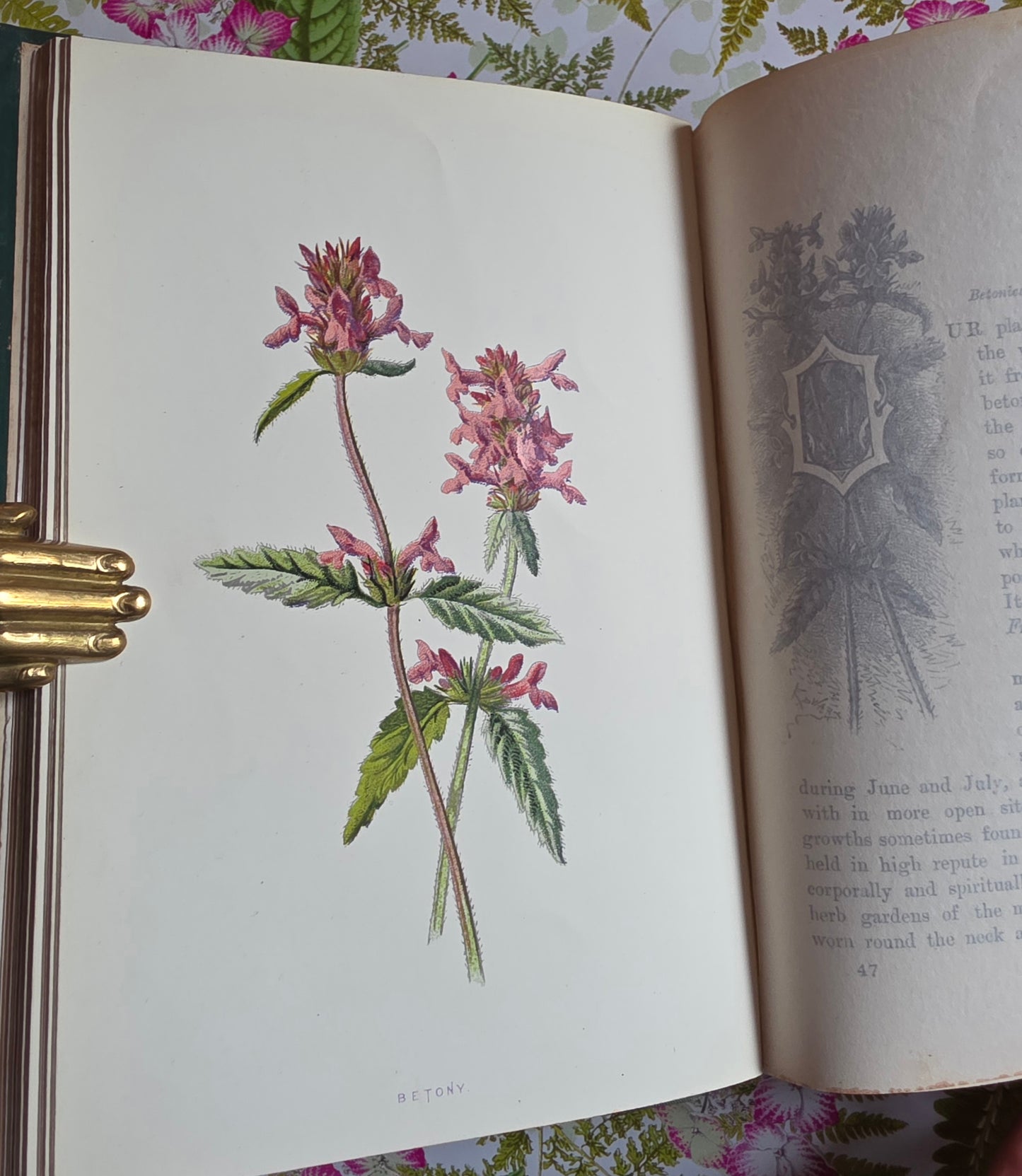 1891 Familiar Wild Flowers / Illustrated Victorian Antique Book (Third Series)