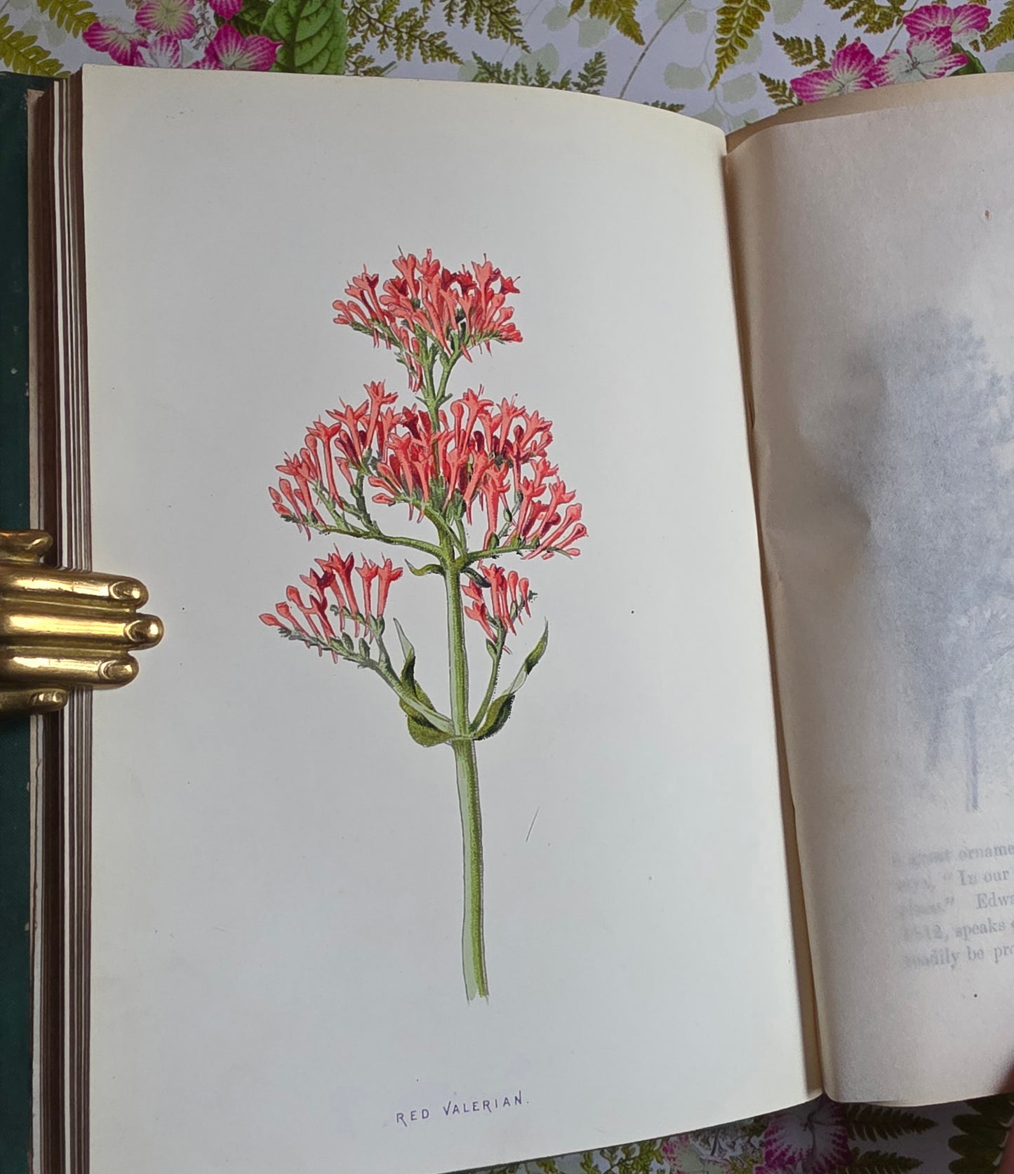 1891 Familiar Wild Flowers / Illustrated Victorian Antique Book (Third Series)