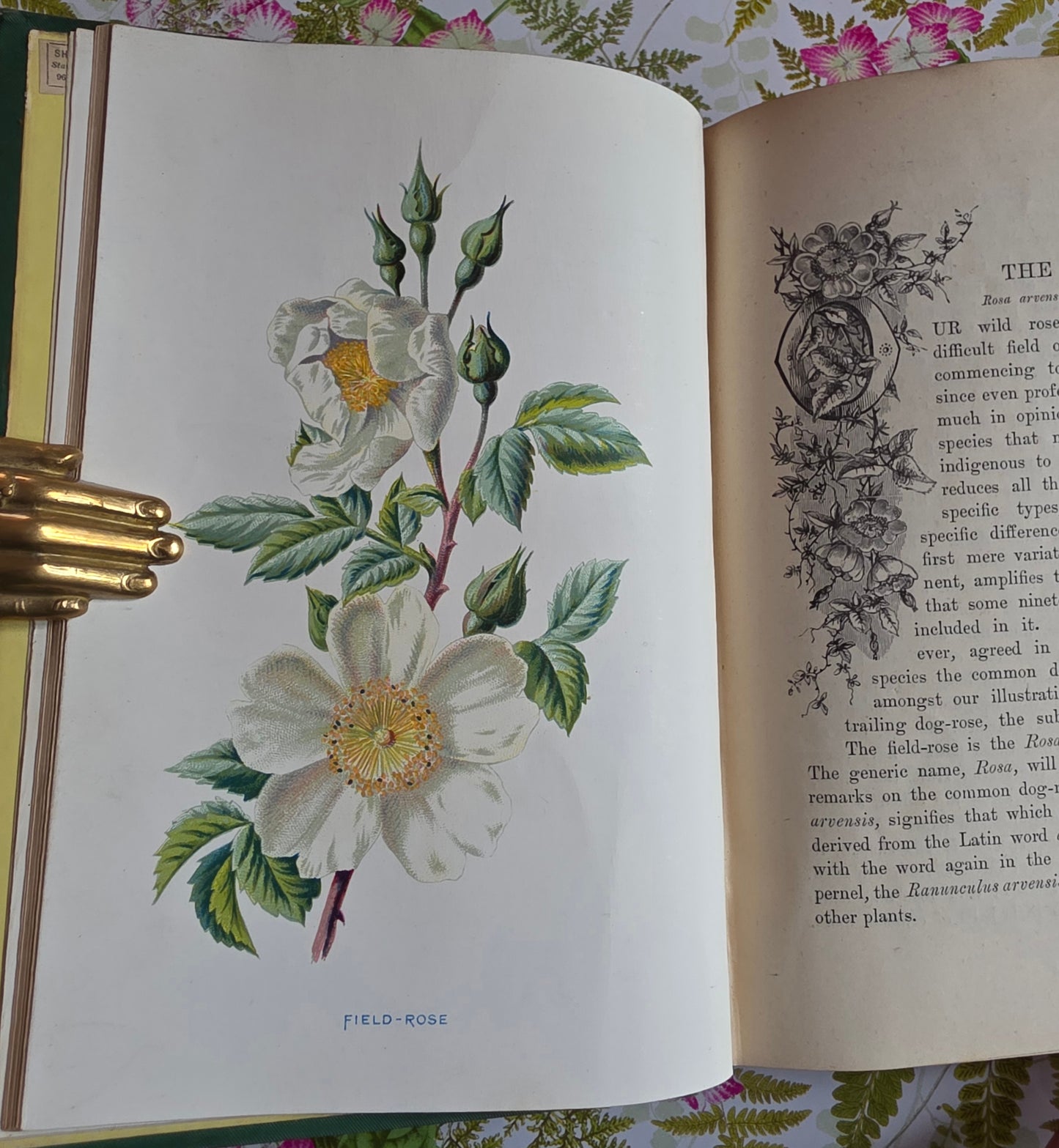 1883 Familiar Wild Flowers / Illustrated Victorian Antique Book (First Series)