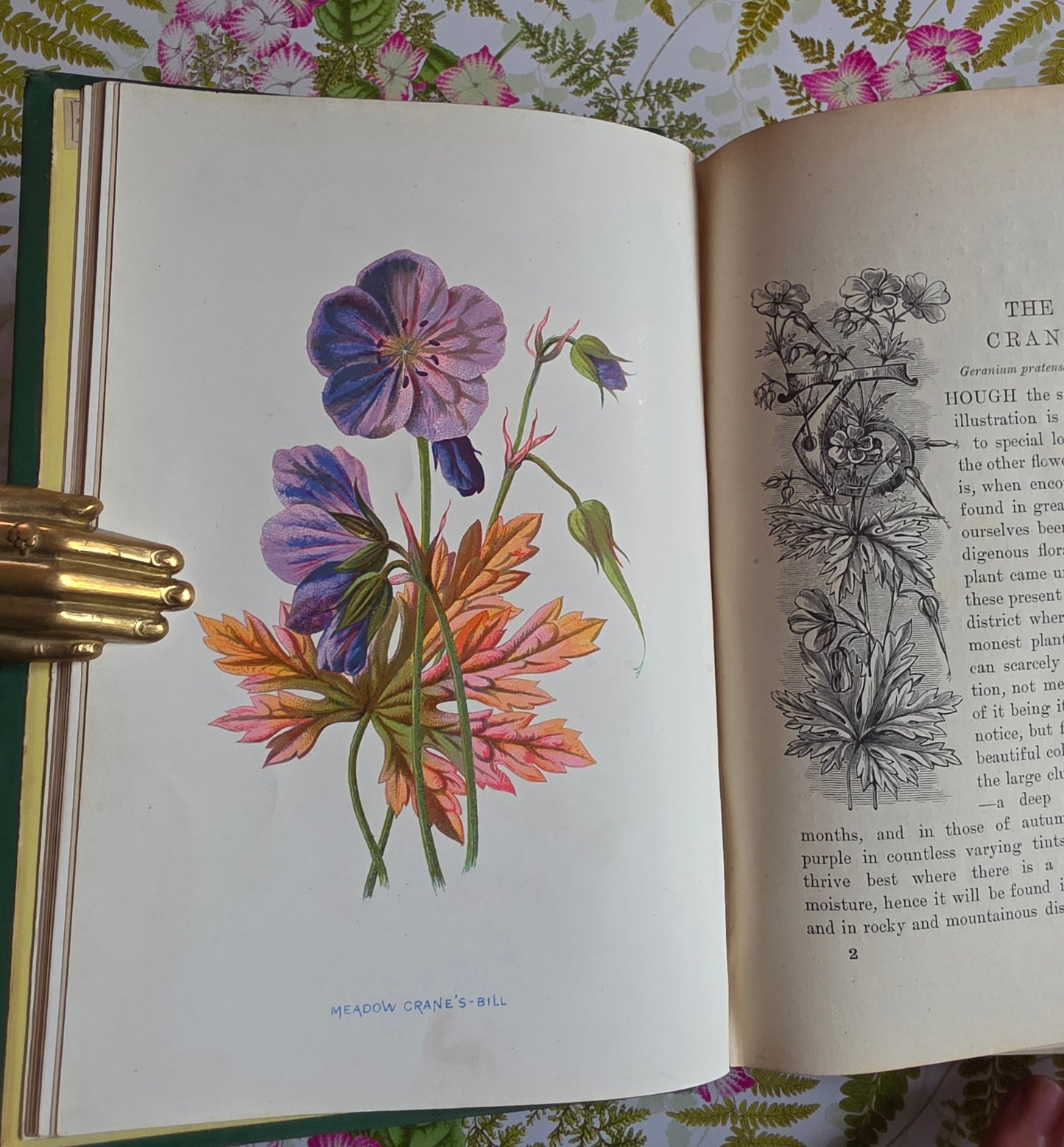 1883 Familiar Wild Flowers / Illustrated Victorian Antique Book (First Series)
