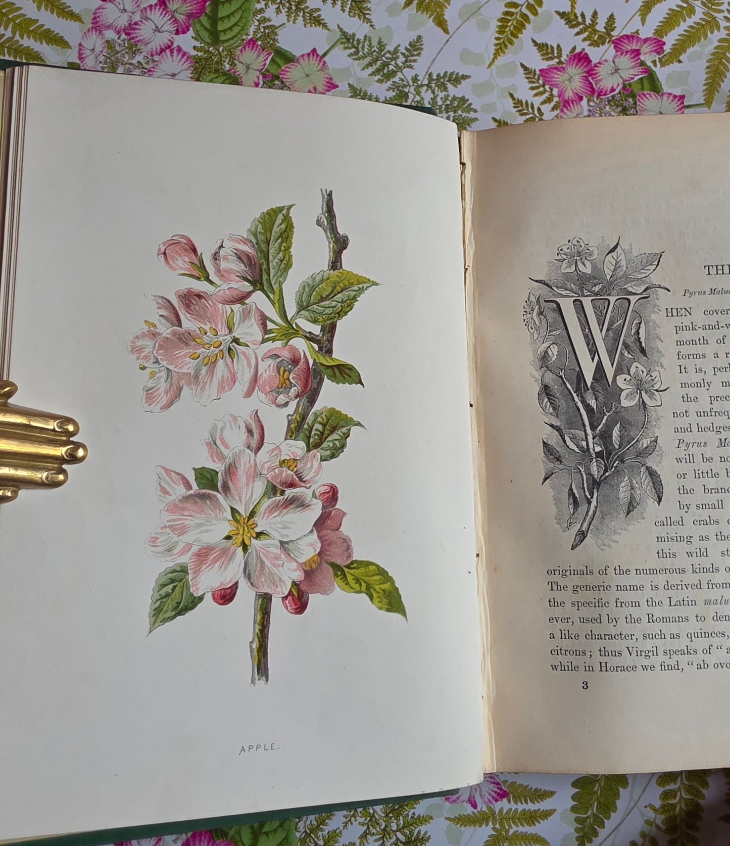 1883 Familiar Wild Flowers / Illustrated Victorian Antique Book (First Series)