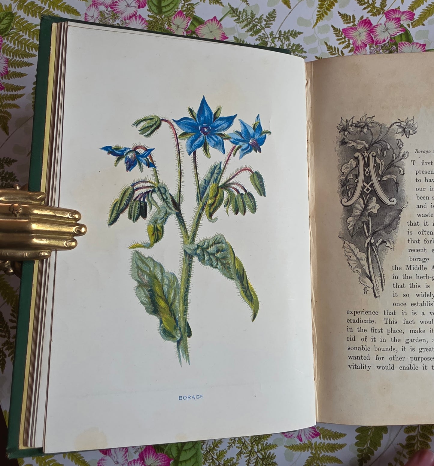1883 Familiar Wild Flowers / Illustrated Victorian Antique Book (First Series)