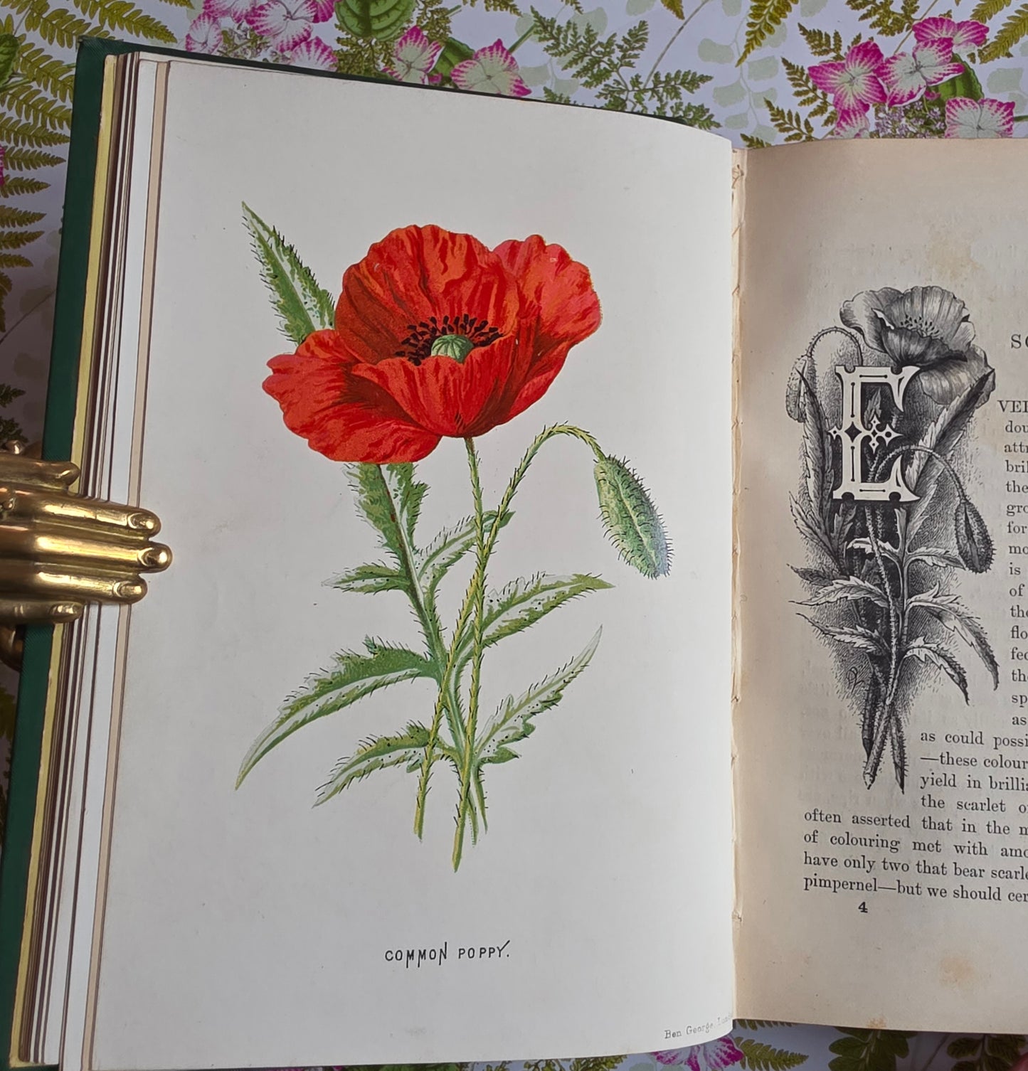 1883 Familiar Wild Flowers / Illustrated Victorian Antique Book (First Series)