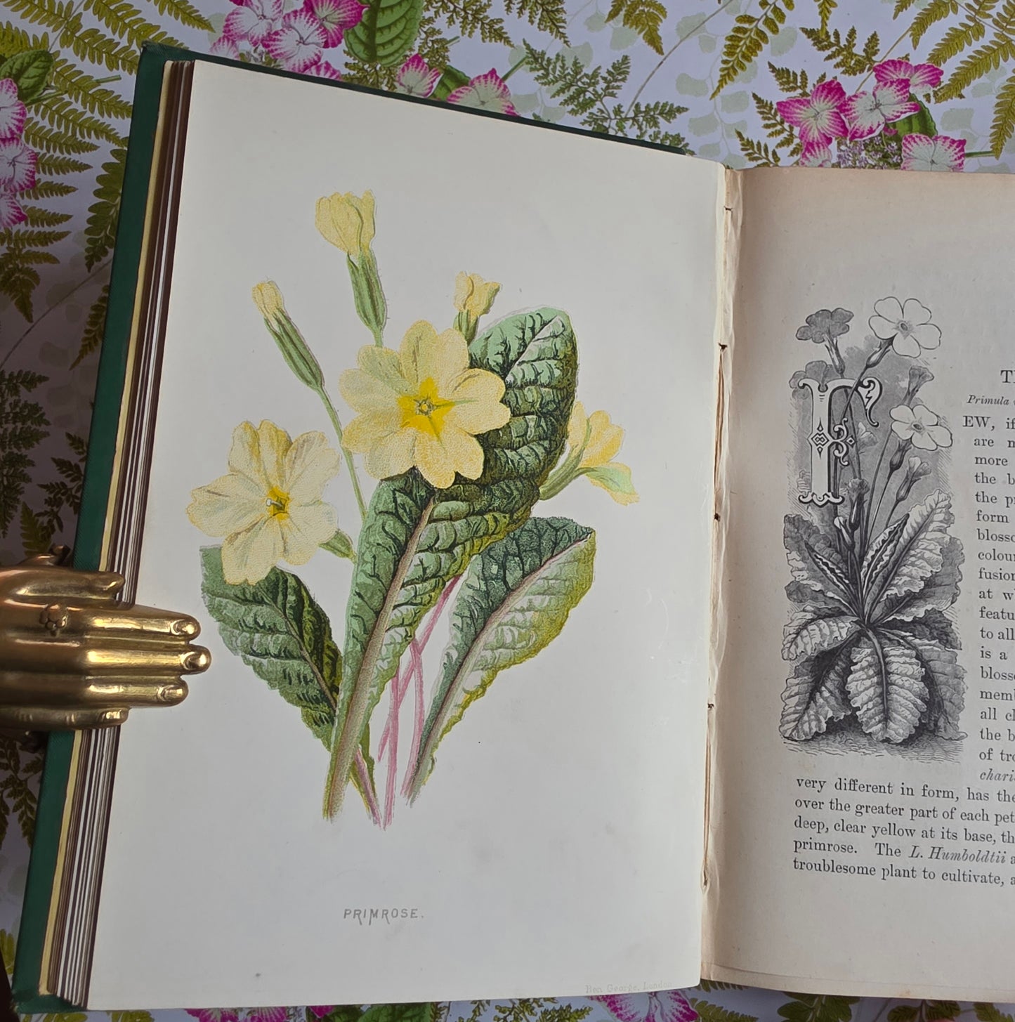 1883 Familiar Wild Flowers / Illustrated Victorian Antique Book (First Series)