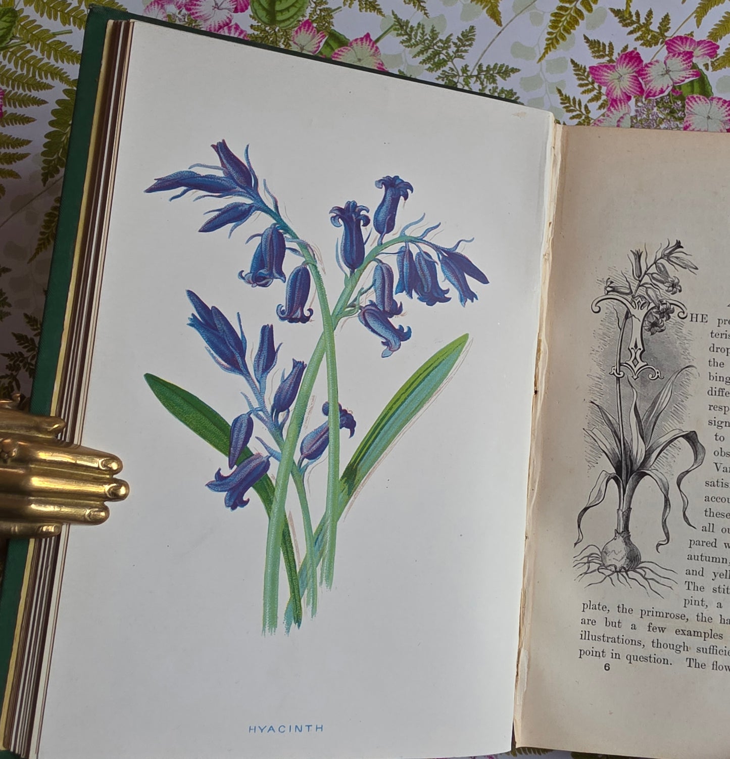 1883 Familiar Wild Flowers / Illustrated Victorian Antique Book (First Series)