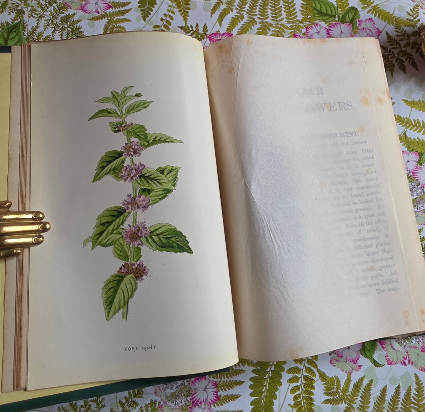 1883 Familiar Wild Flowers / Illustrated Victorian Antique Book (Fourth Series)