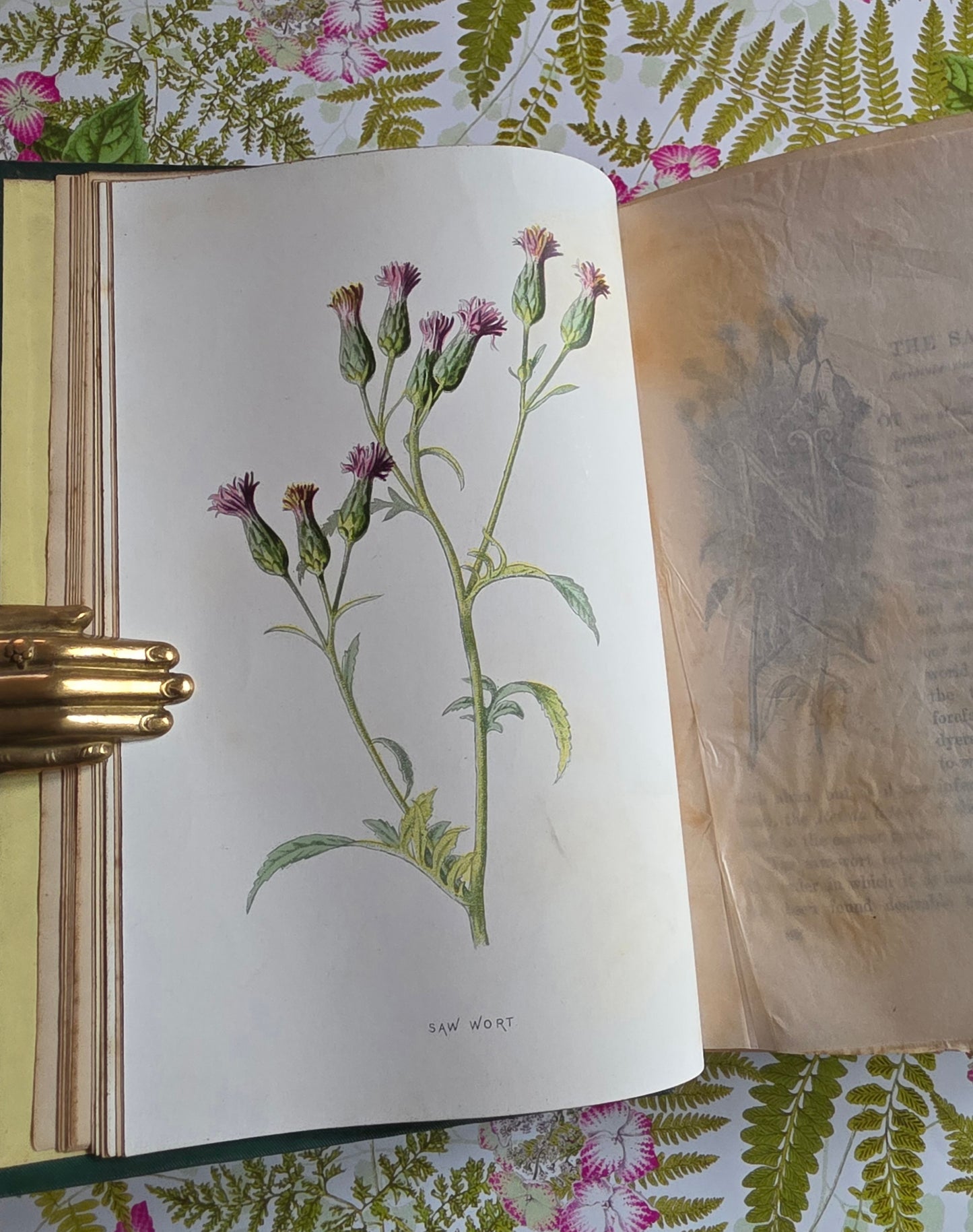 1883 Familiar Wild Flowers / Illustrated Victorian Antique Book (Fourth Series)