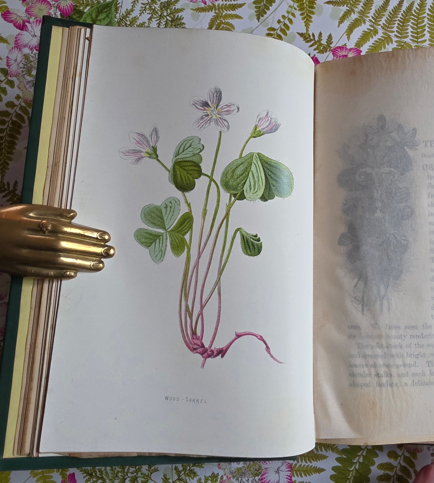 1883 Familiar Wild Flowers / Illustrated Victorian Antique Book (Fourth Series)