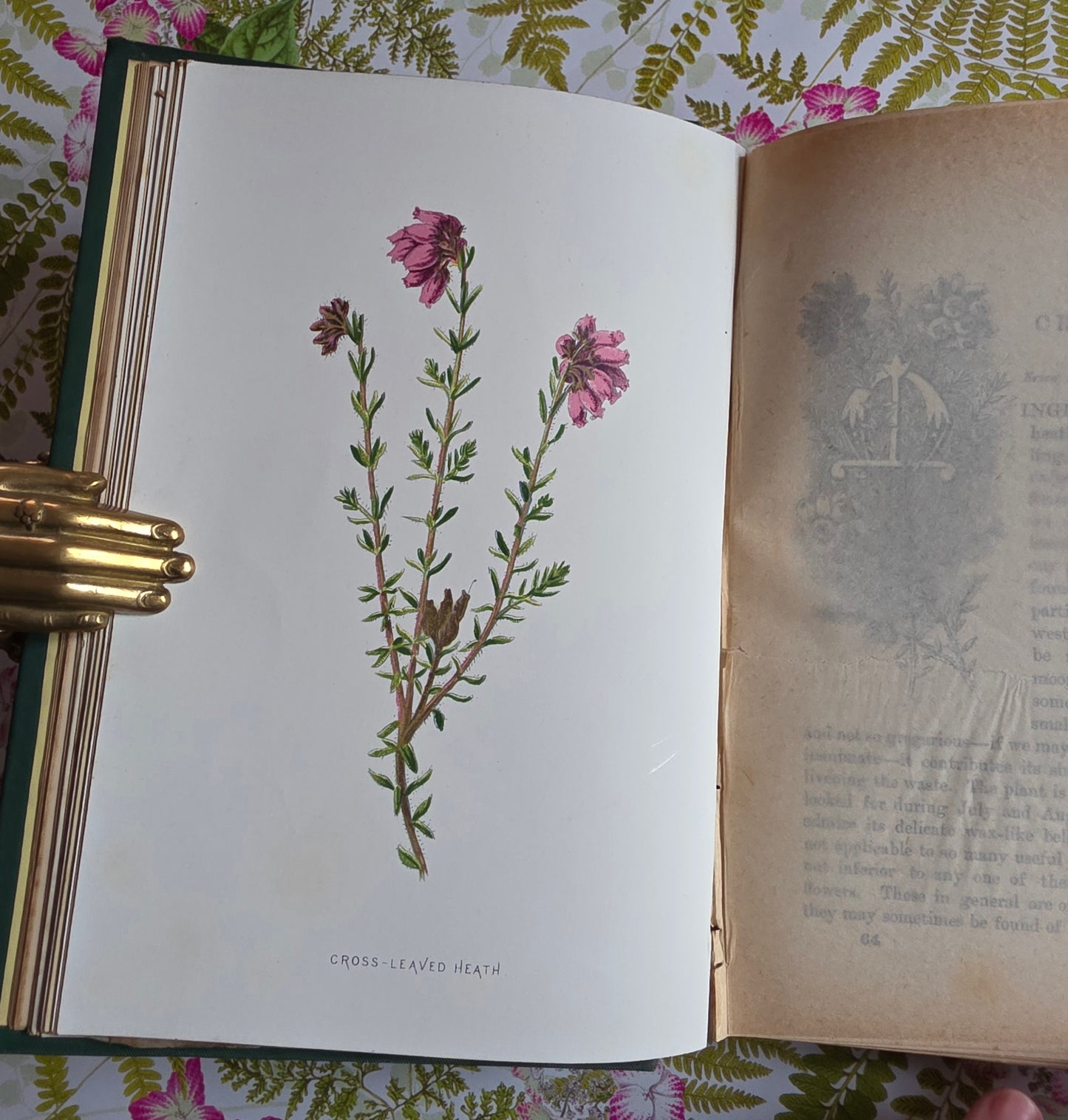 1883 Familiar Wild Flowers / Illustrated Victorian Antique Book (Fourth Series)