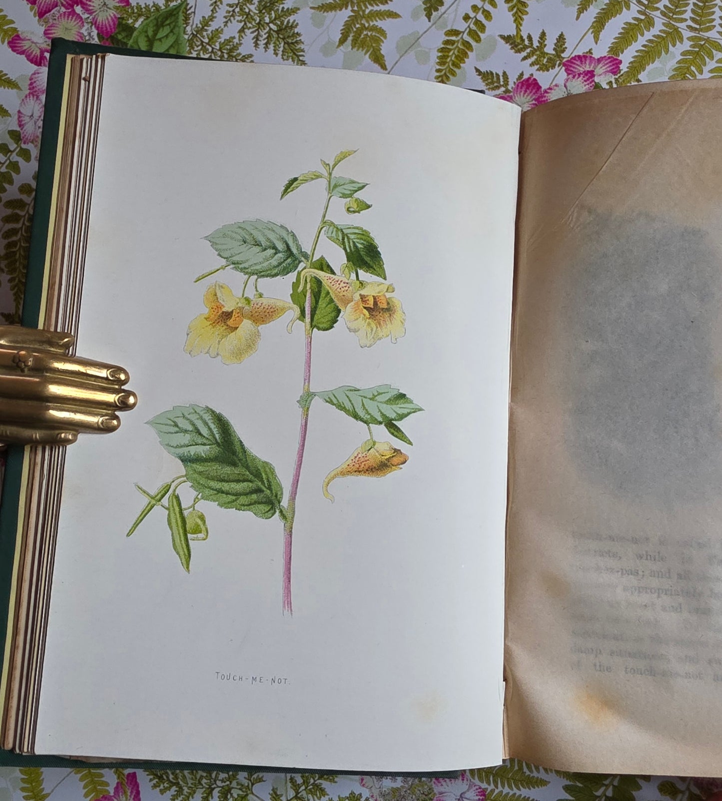 1883 Familiar Wild Flowers / Illustrated Victorian Antique Book (Fourth Series)