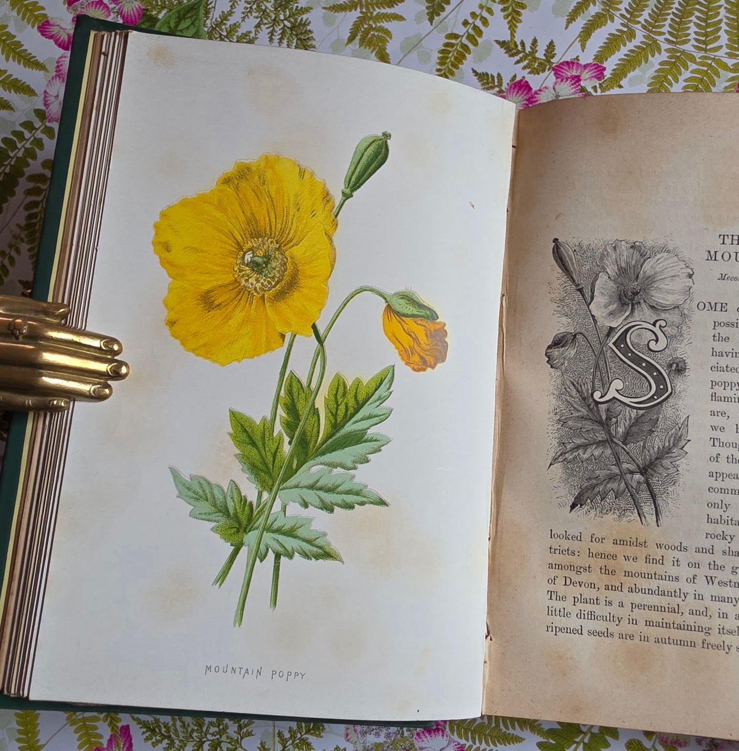 1883 Familiar Wild Flowers / Illustrated Victorian Antique Book (Fourth Series)