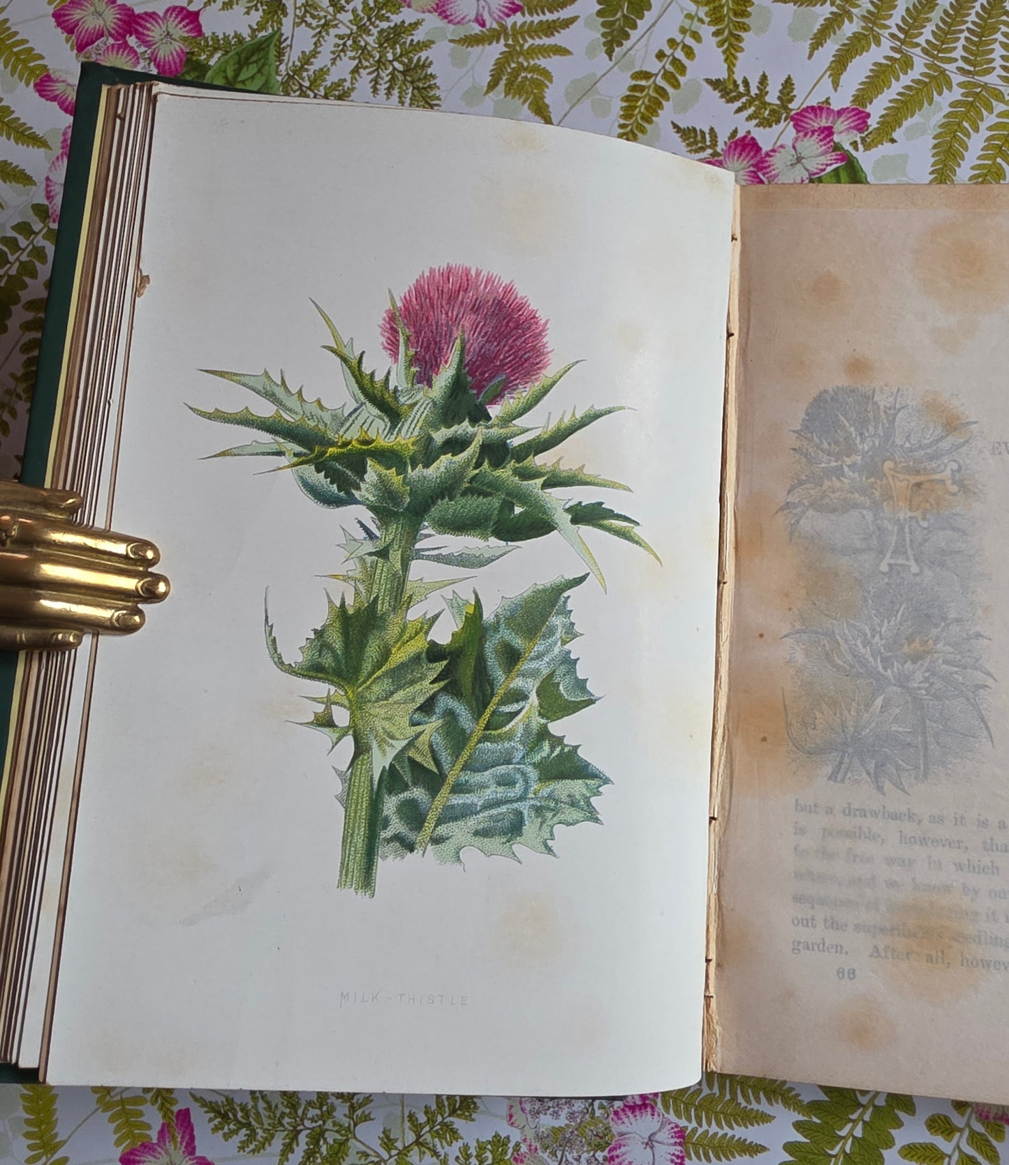 1883 Familiar Wild Flowers / Illustrated Victorian Antique Book (Fourth Series)