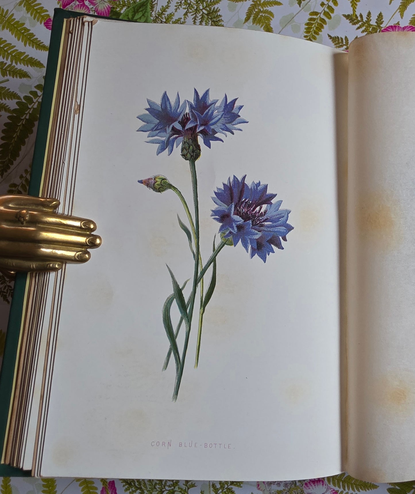 1883 Familiar Wild Flowers / Illustrated Victorian Antique Book (Fourth Series)
