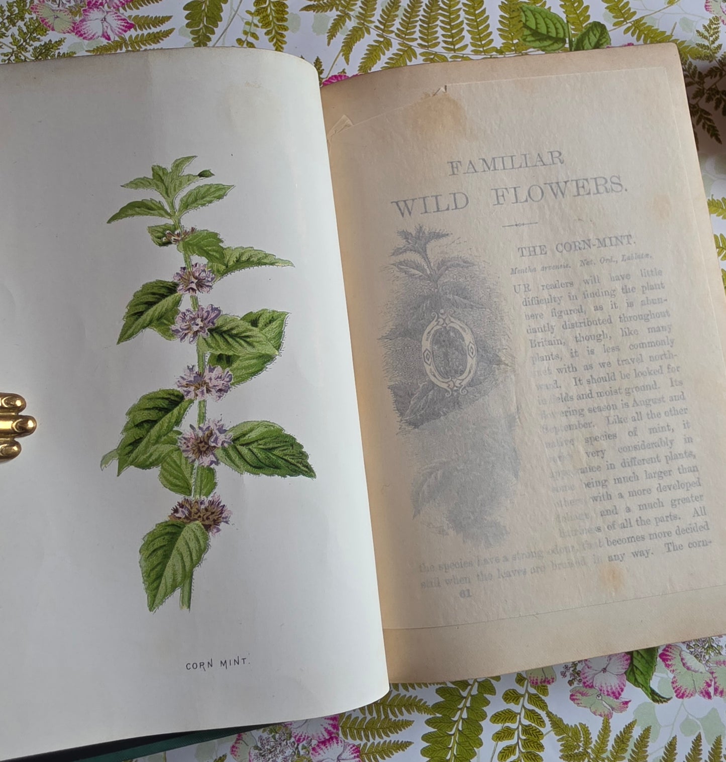 RESERVED RESERVED 1892 Familiar Wild Flowers / Illustrated Victorian Antique Book (Fourth Series)