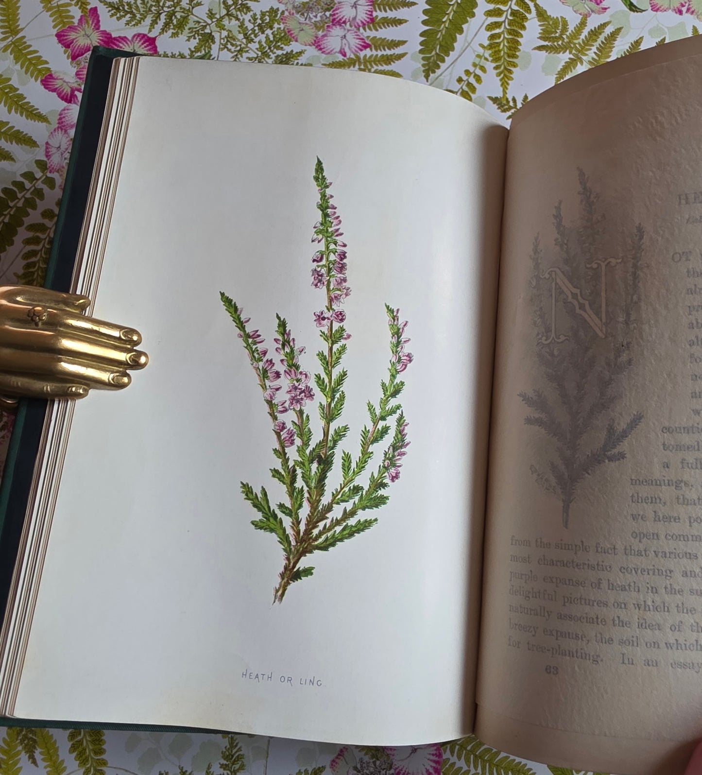 RESERVED RESERVED 1892 Familiar Wild Flowers / Illustrated Victorian Antique Book (Fourth Series)
