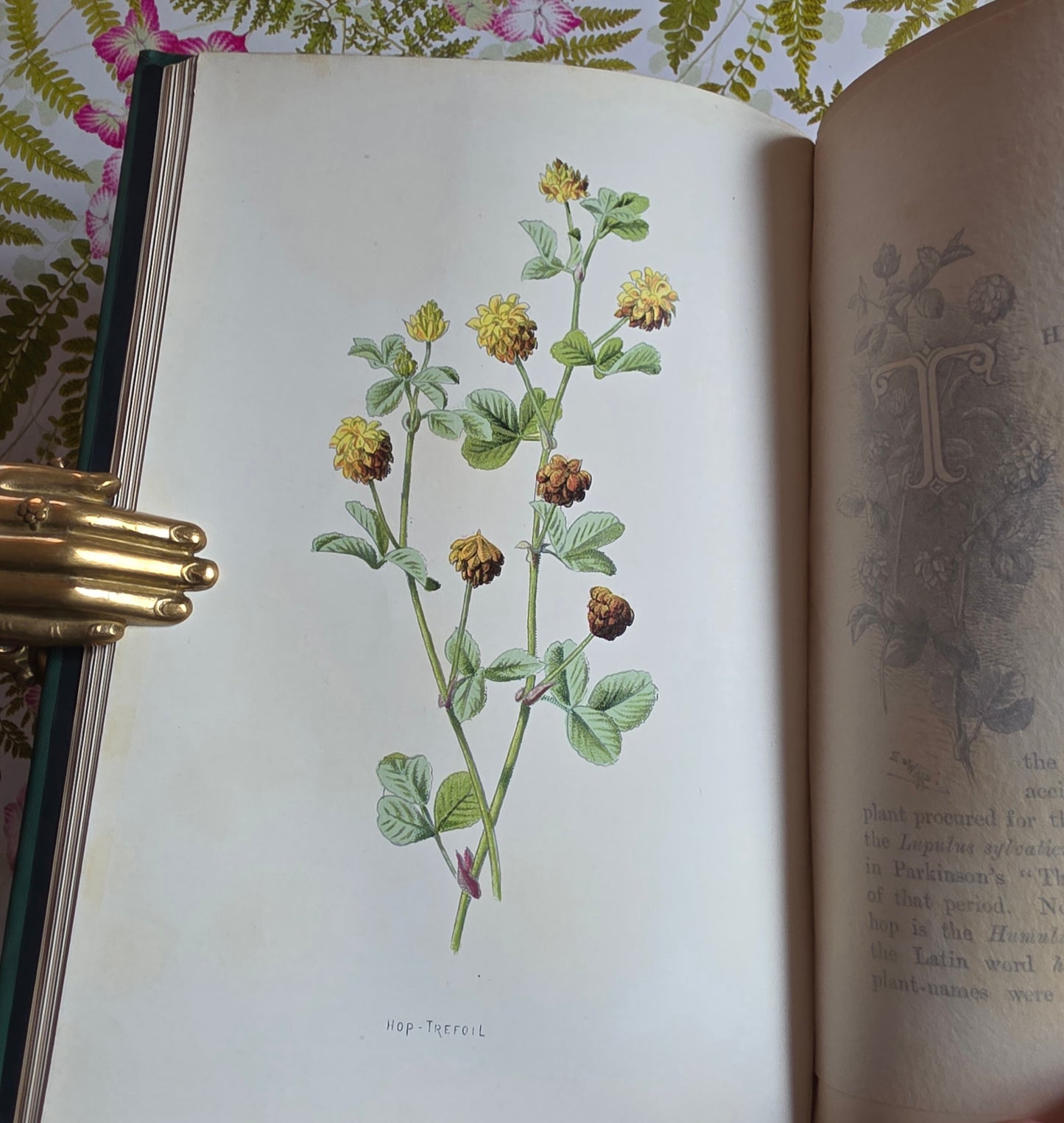 RESERVED RESERVED 1892 Familiar Wild Flowers / Illustrated Victorian Antique Book (Fourth Series)