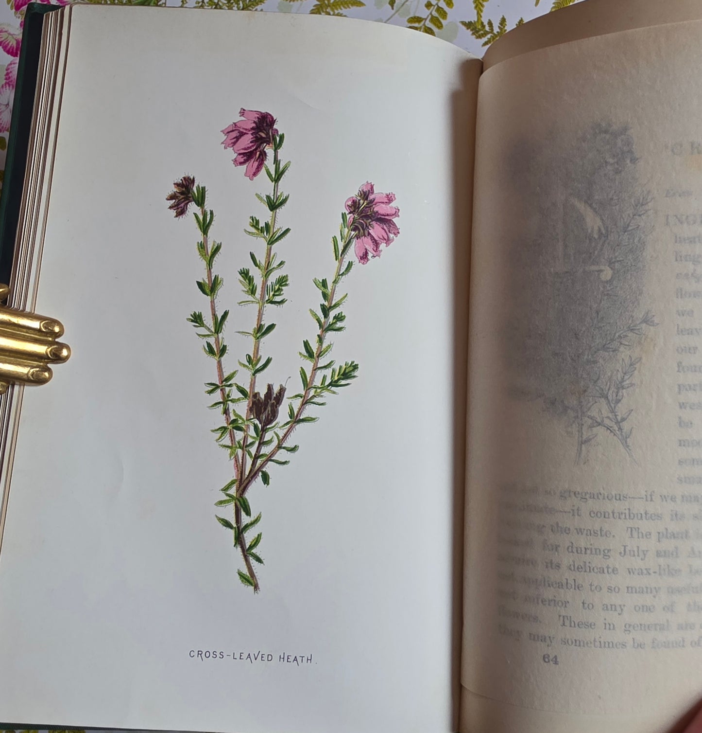 RESERVED RESERVED 1892 Familiar Wild Flowers / Illustrated Victorian Antique Book (Fourth Series)