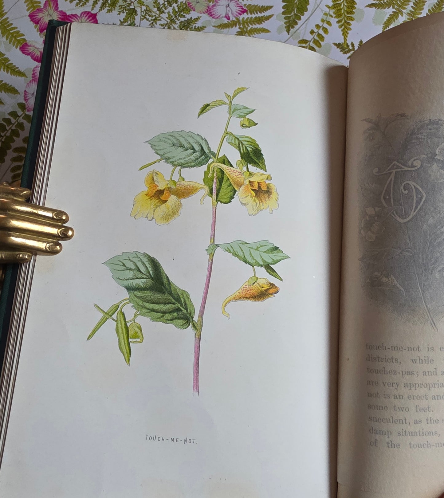 RESERVED RESERVED 1892 Familiar Wild Flowers / Illustrated Victorian Antique Book (Fourth Series)