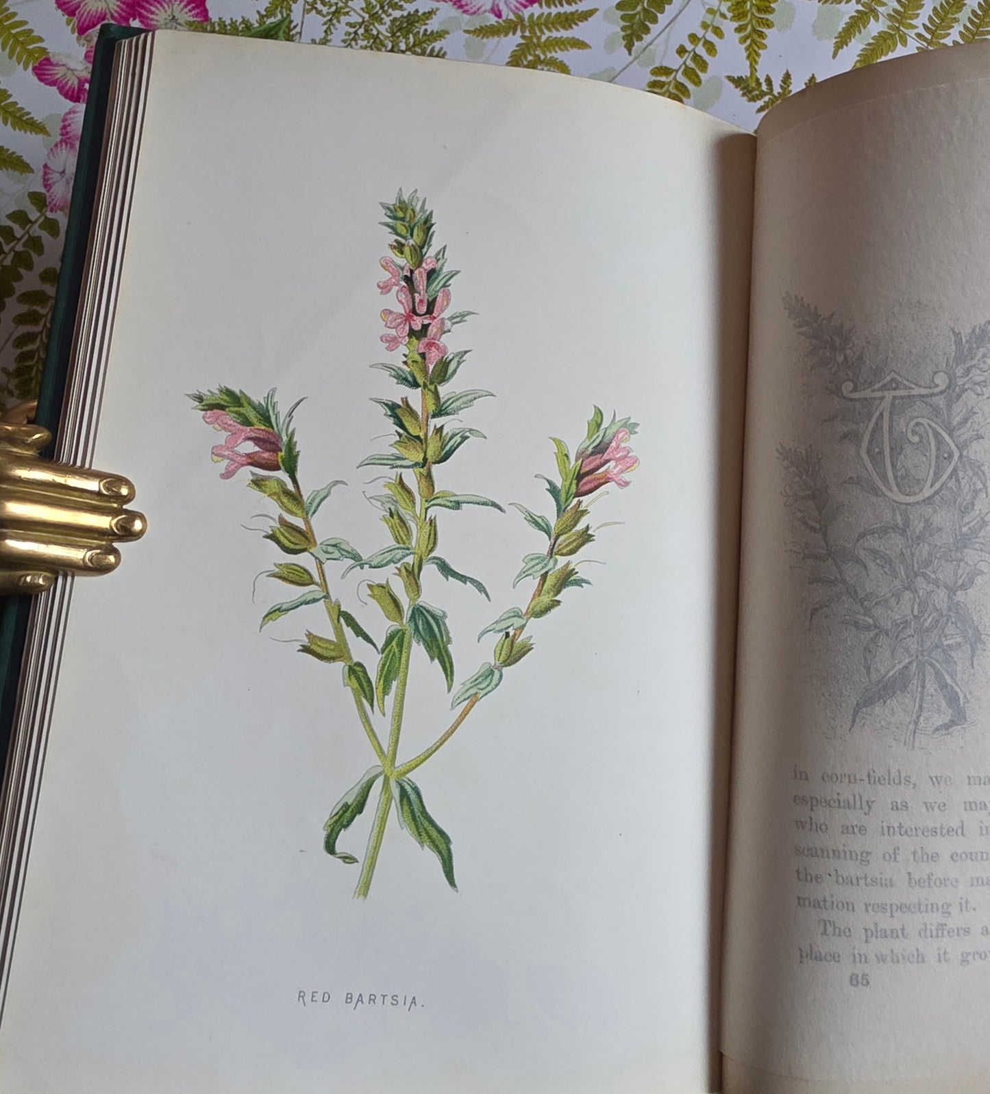RESERVED RESERVED 1892 Familiar Wild Flowers / Illustrated Victorian Antique Book (Fourth Series)