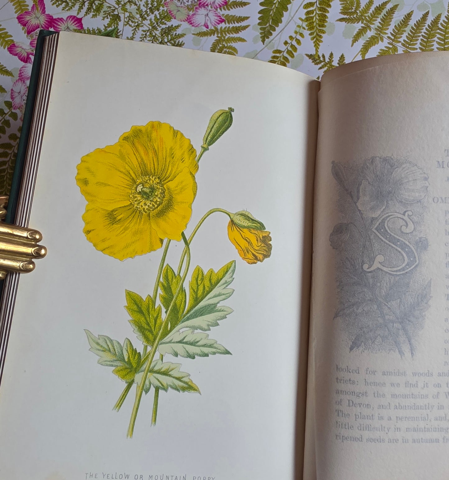 RESERVED RESERVED 1892 Familiar Wild Flowers / Illustrated Victorian Antique Book (Fourth Series)