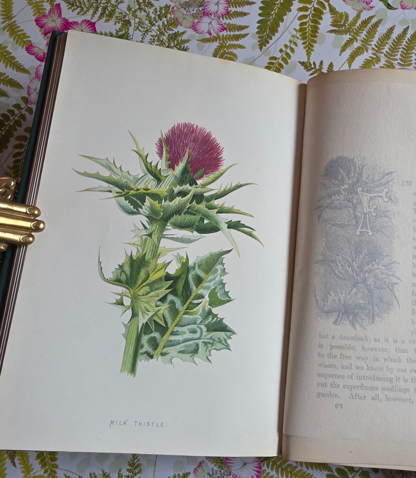 RESERVED RESERVED 1892 Familiar Wild Flowers / Illustrated Victorian Antique Book (Fourth Series)