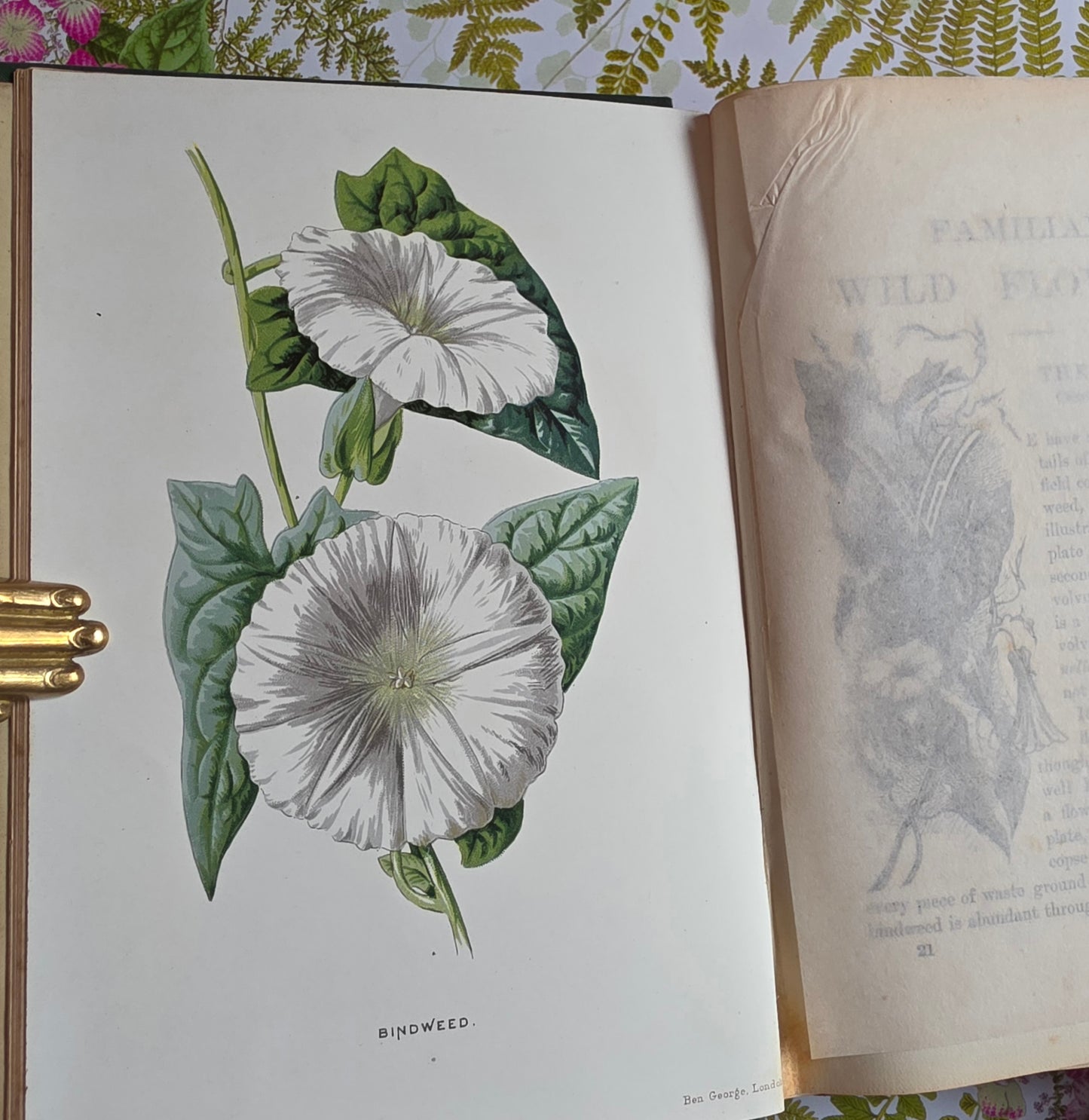 1883 Familiar Wild Flowers / Illustrated Victorian Antique Book (Second Series)