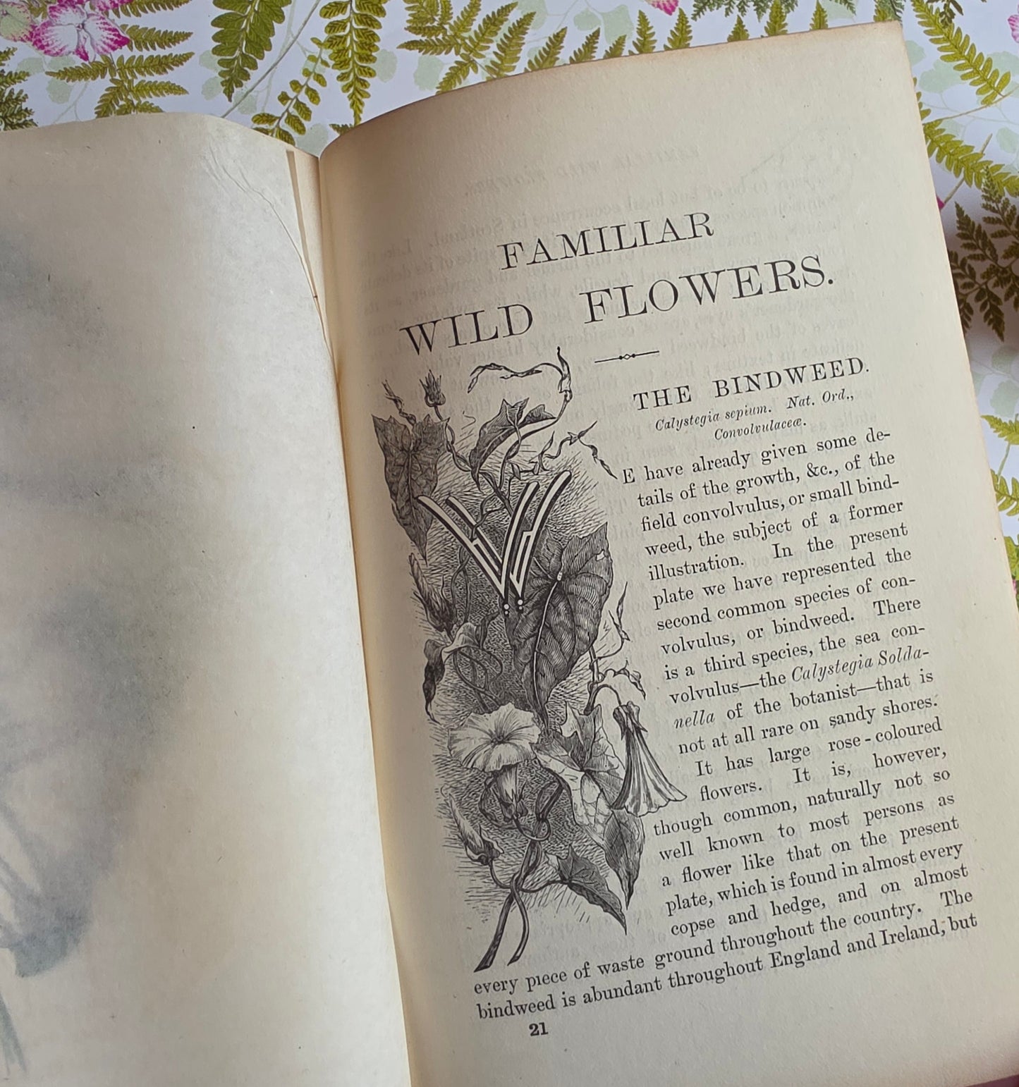 1883 Familiar Wild Flowers / Illustrated Victorian Antique Book (Second Series)