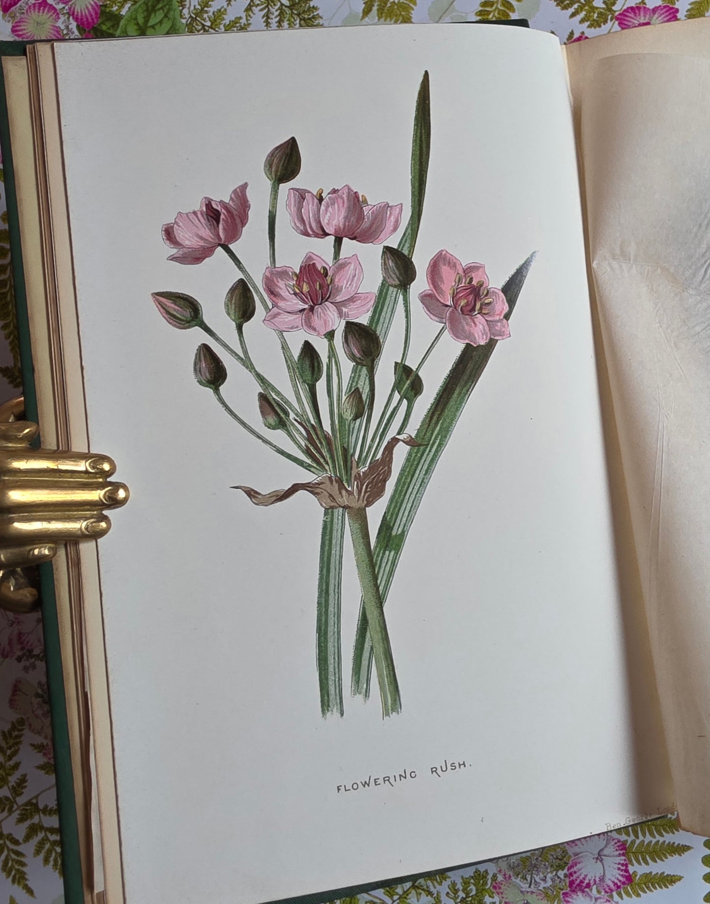 1883 Familiar Wild Flowers / Illustrated Victorian Antique Book (Second Series)