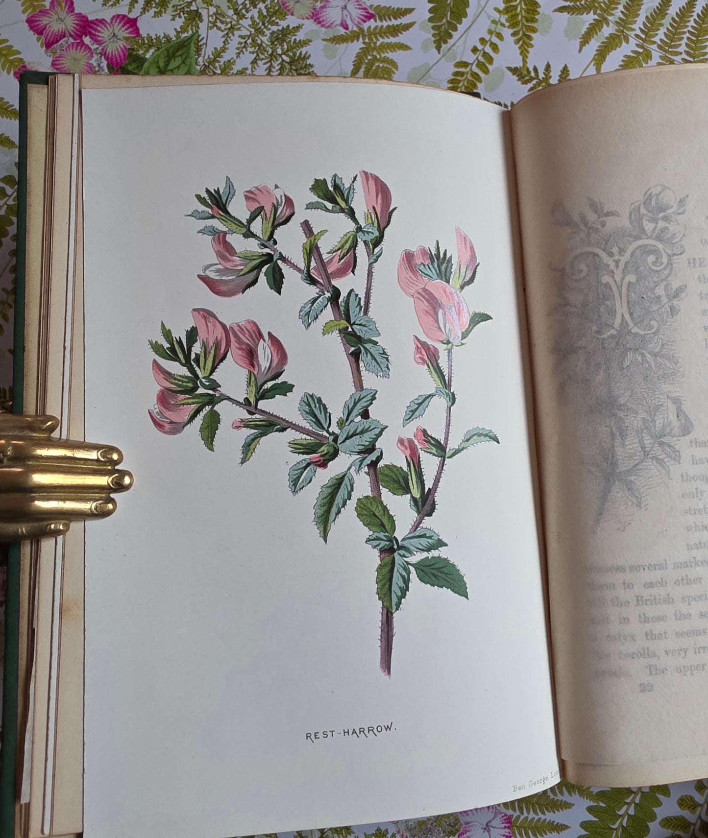 1883 Familiar Wild Flowers / Illustrated Victorian Antique Book (Second Series)