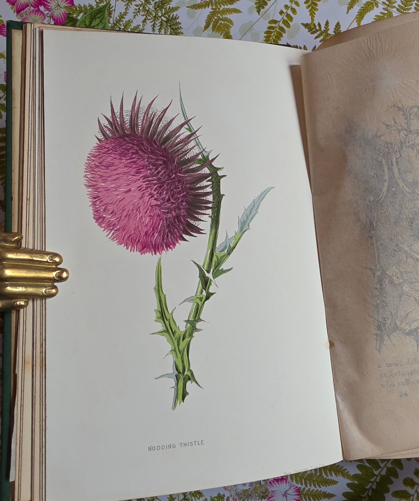 1883 Familiar Wild Flowers / Illustrated Victorian Antique Book (Second Series)