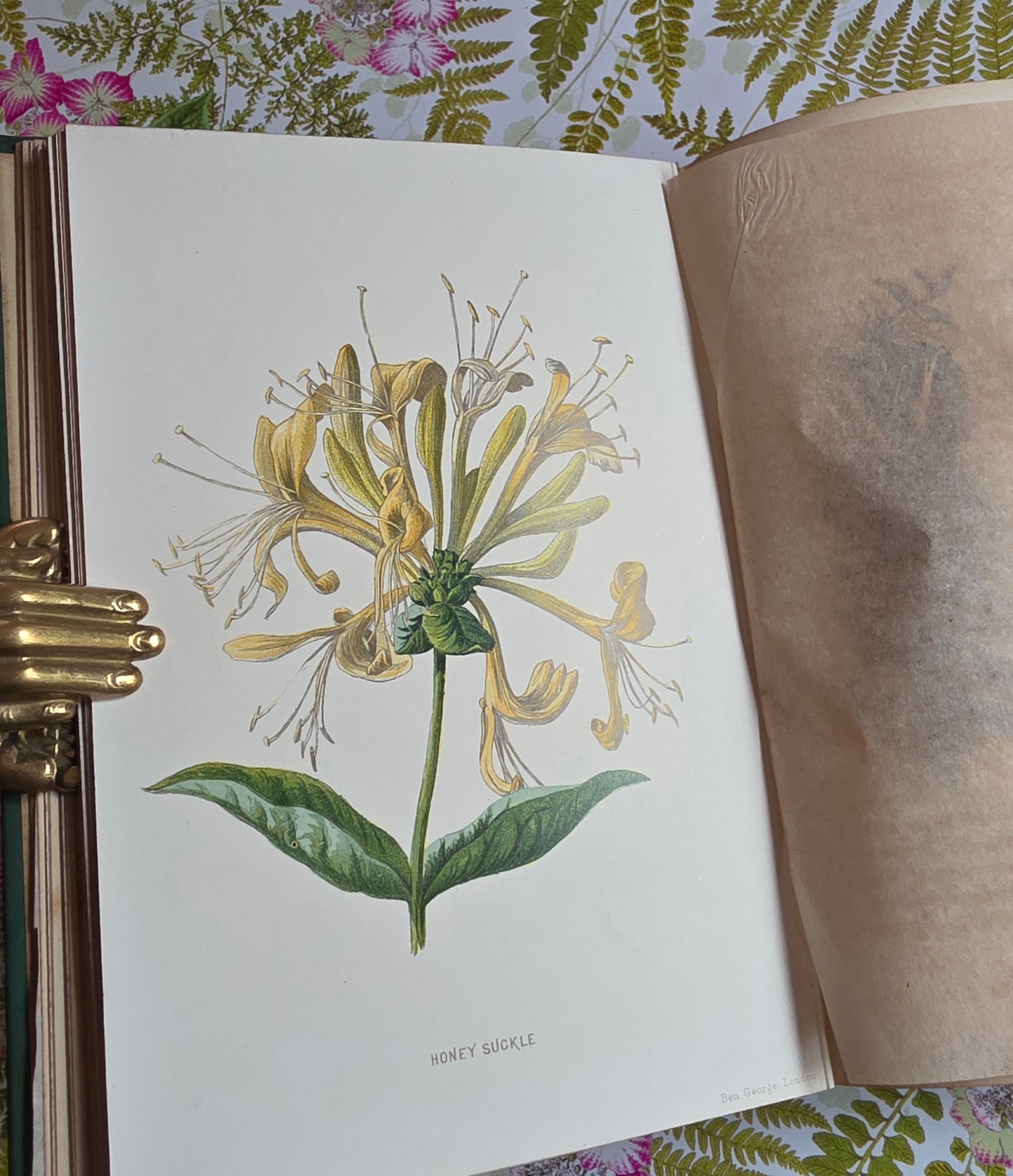 1883 Familiar Wild Flowers / Illustrated Victorian Antique Book (Second Series)