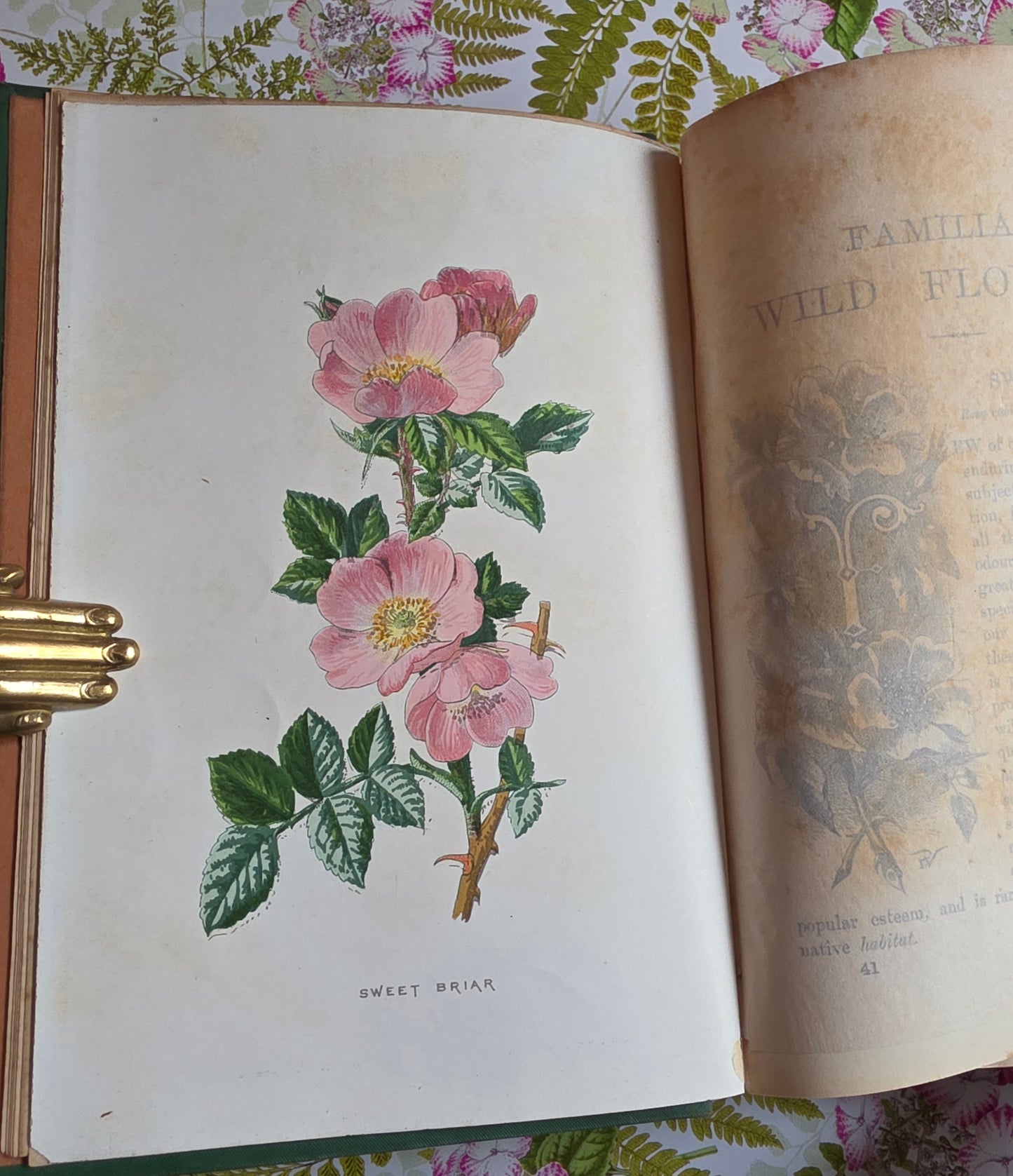 1883 Familiar Wild Flowers / Illustrated Victorian Antique Book (Third Series)