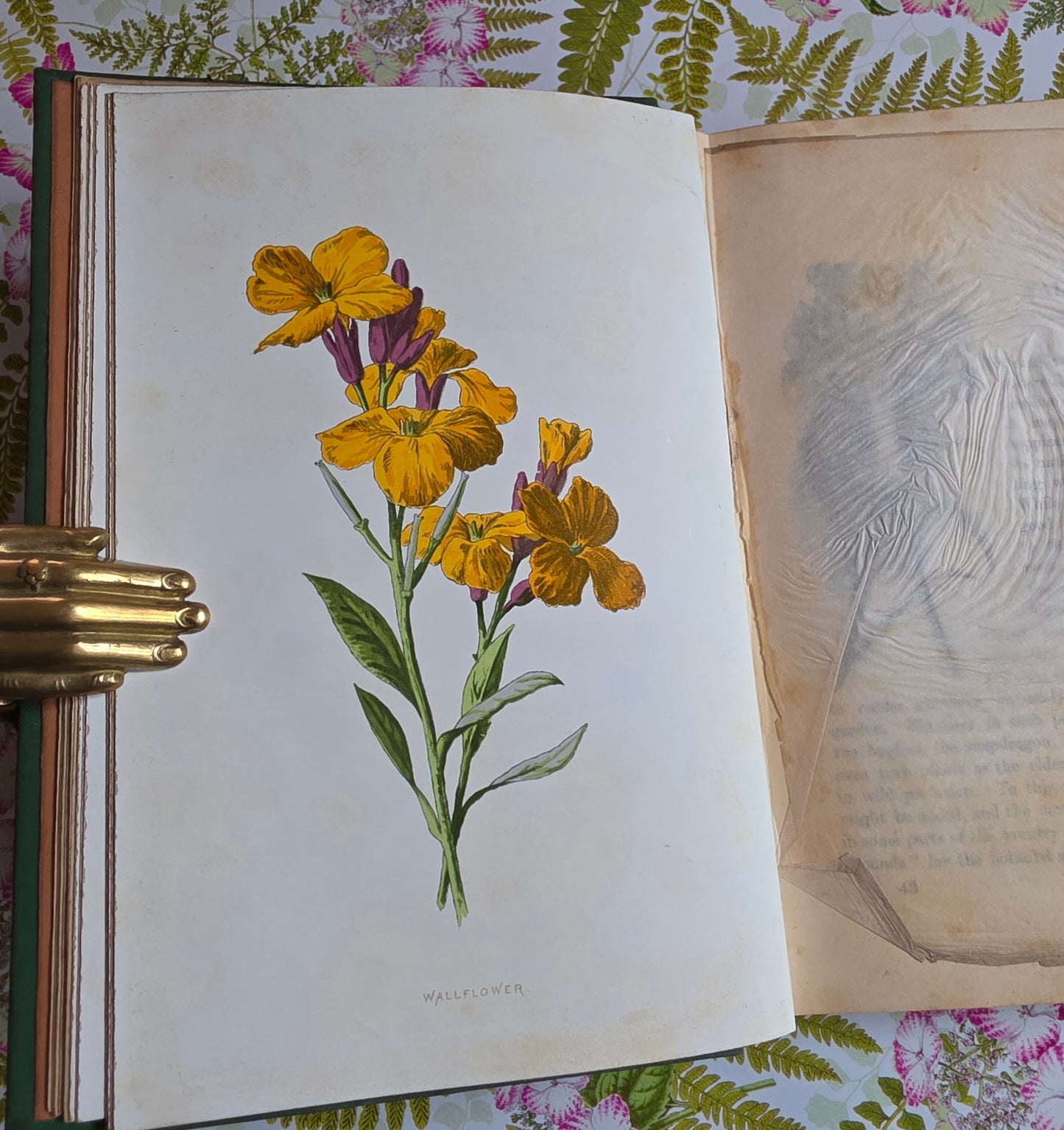 1883 Familiar Wild Flowers / Illustrated Victorian Antique Book (Third Series)