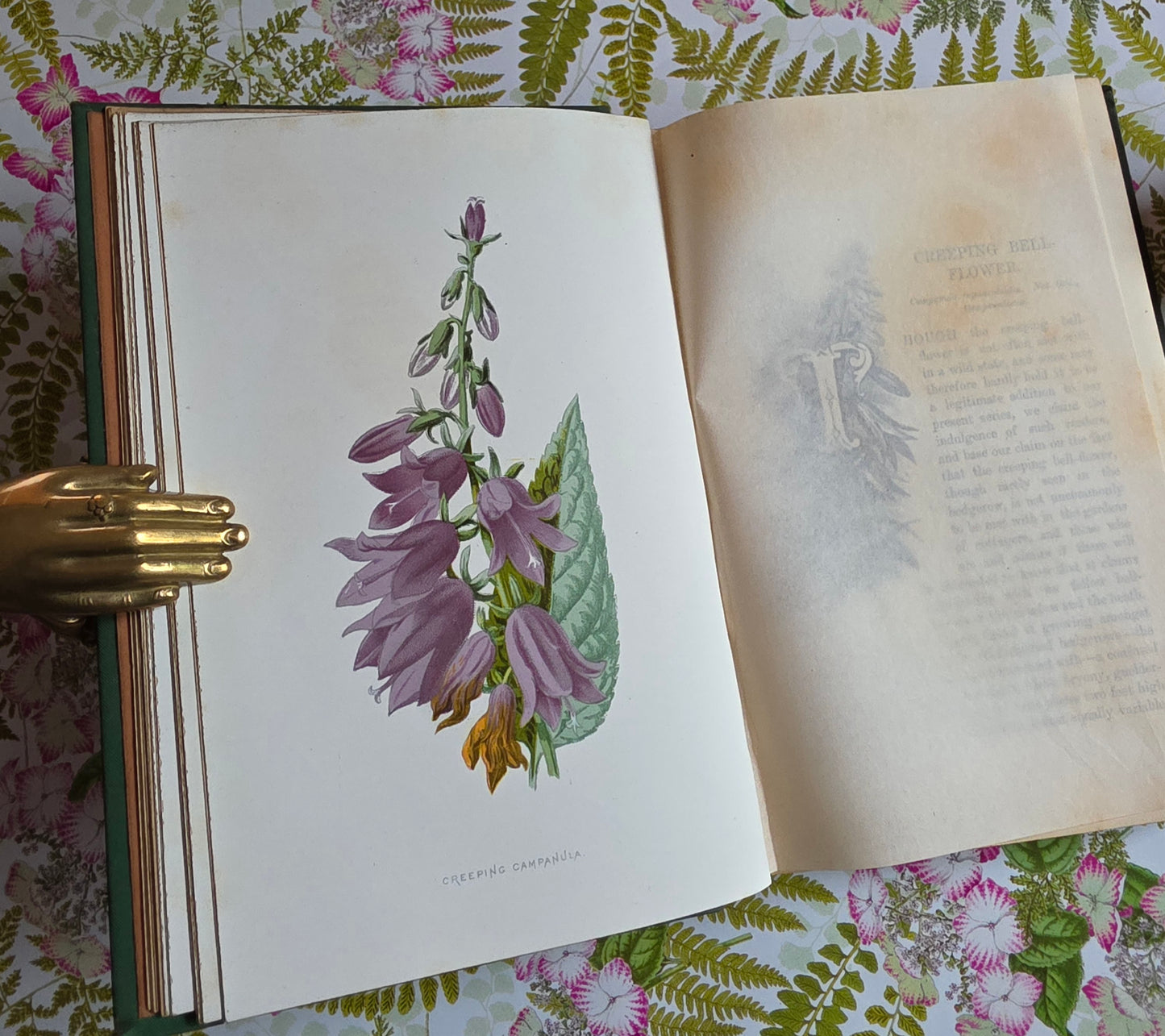 1883 Familiar Wild Flowers / Illustrated Victorian Antique Book (Third Series)