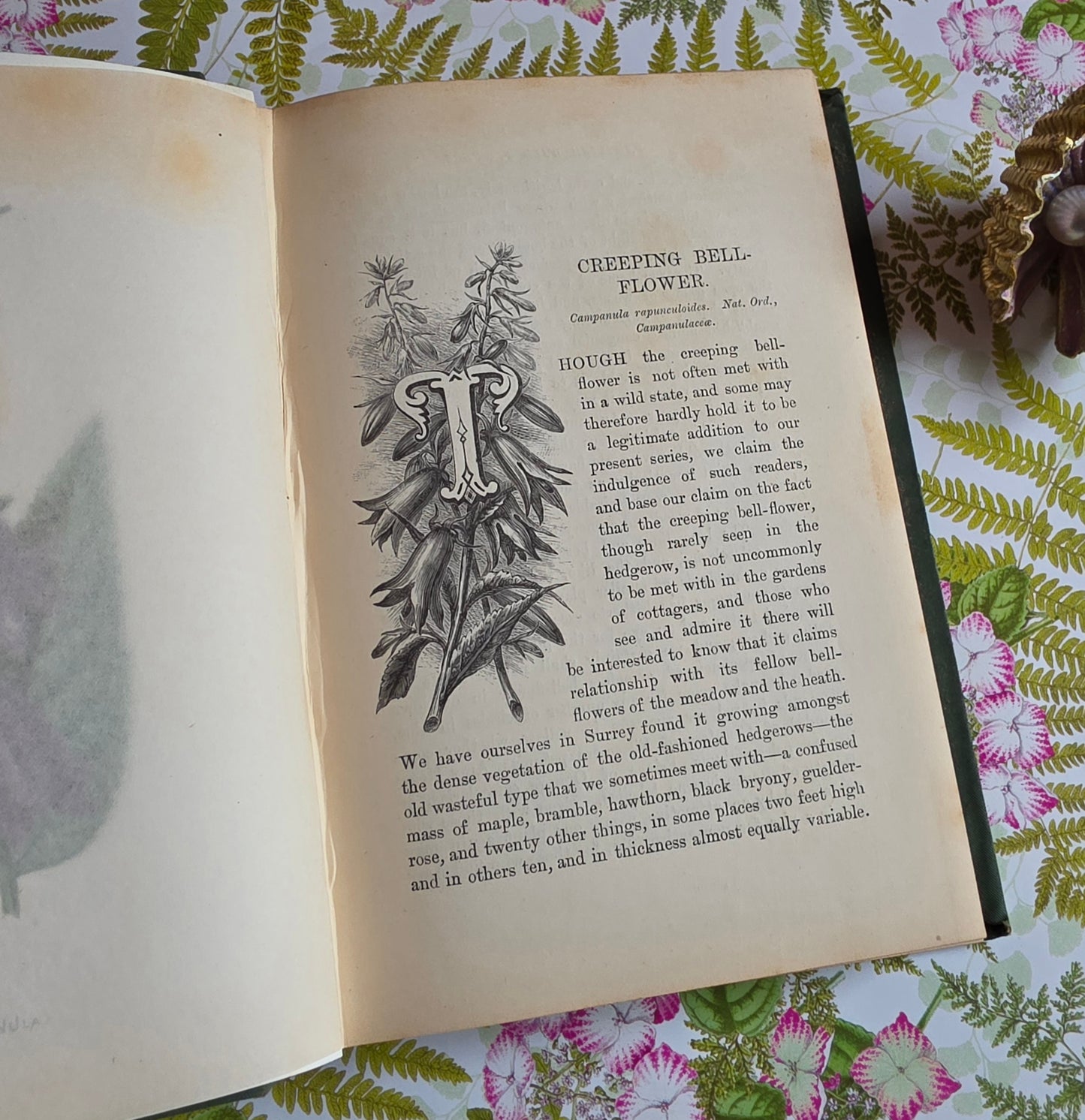 1883 Familiar Wild Flowers / Illustrated Victorian Antique Book (Third Series)