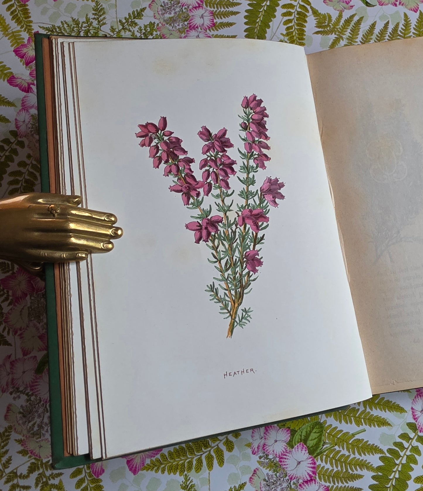 1883 Familiar Wild Flowers / Illustrated Victorian Antique Book (Third Series)