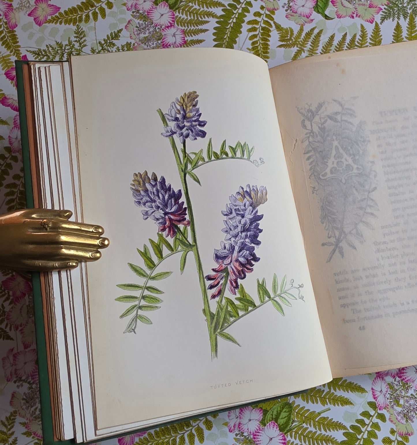 1883 Familiar Wild Flowers / Illustrated Victorian Antique Book (Third Series)