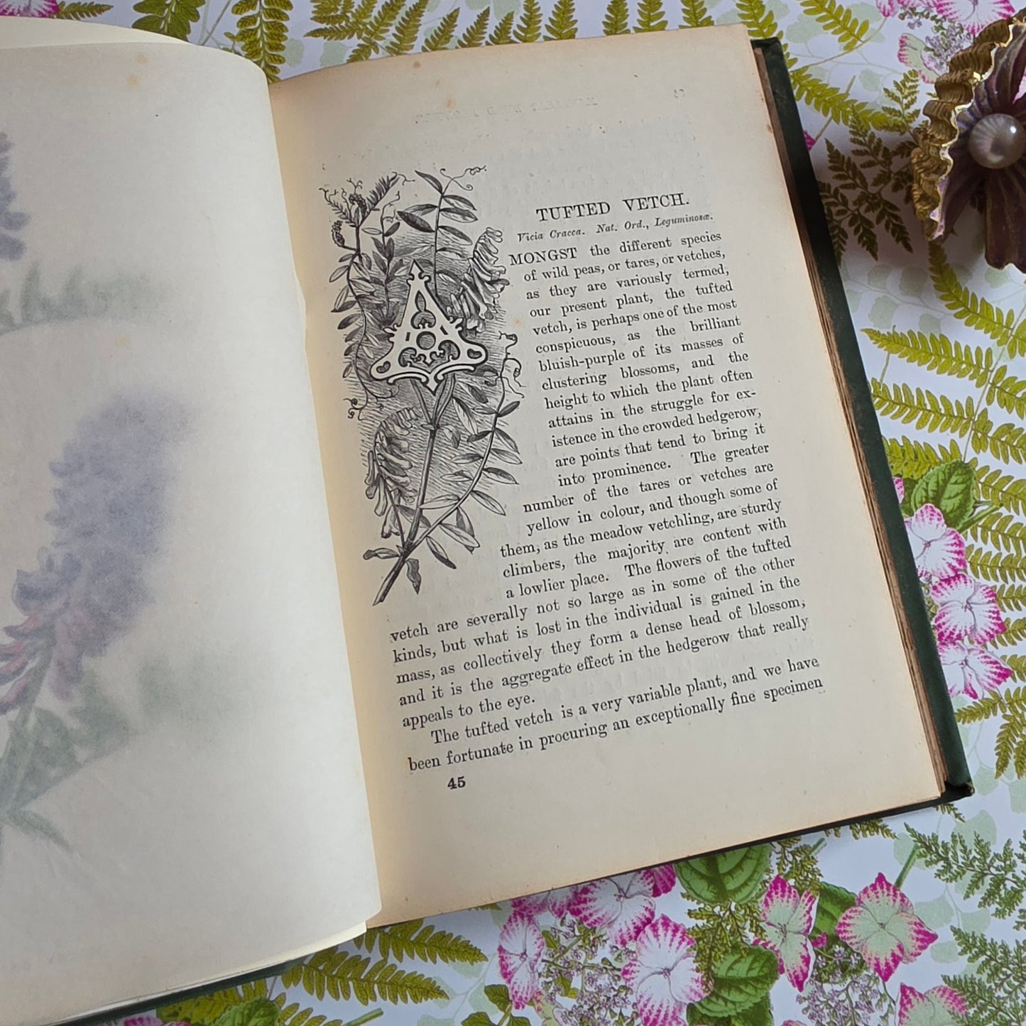 1883 Familiar Wild Flowers / Illustrated Victorian Antique Book (Third Series)