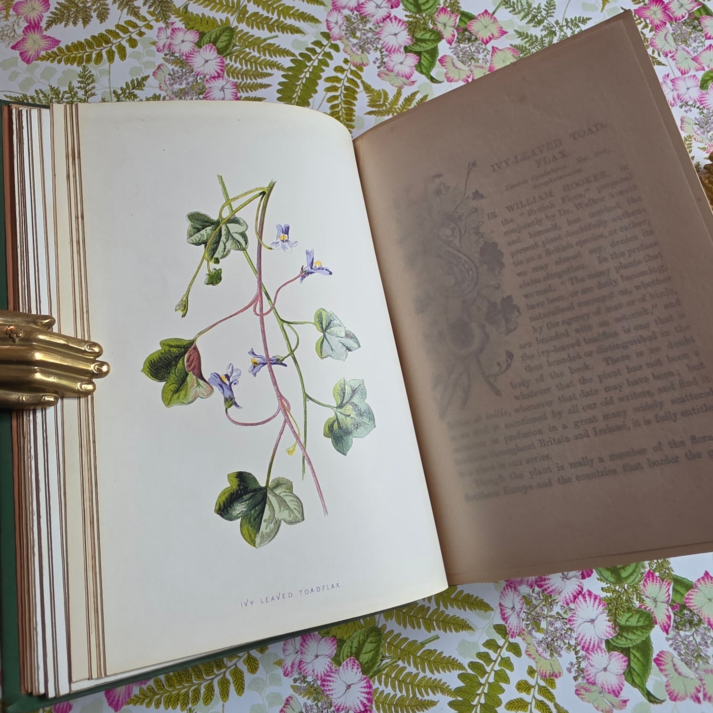 1883 Familiar Wild Flowers / Illustrated Victorian Antique Book (Third Series)