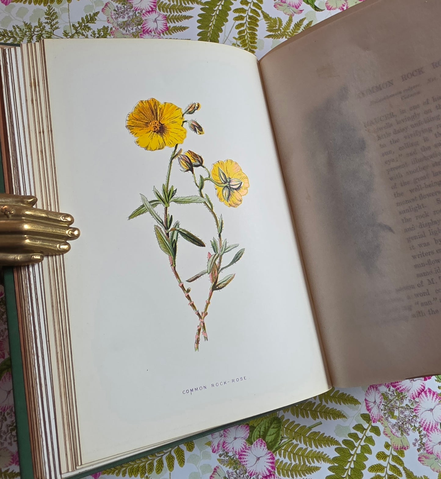 1883 Familiar Wild Flowers / Illustrated Victorian Antique Book (Third Series)