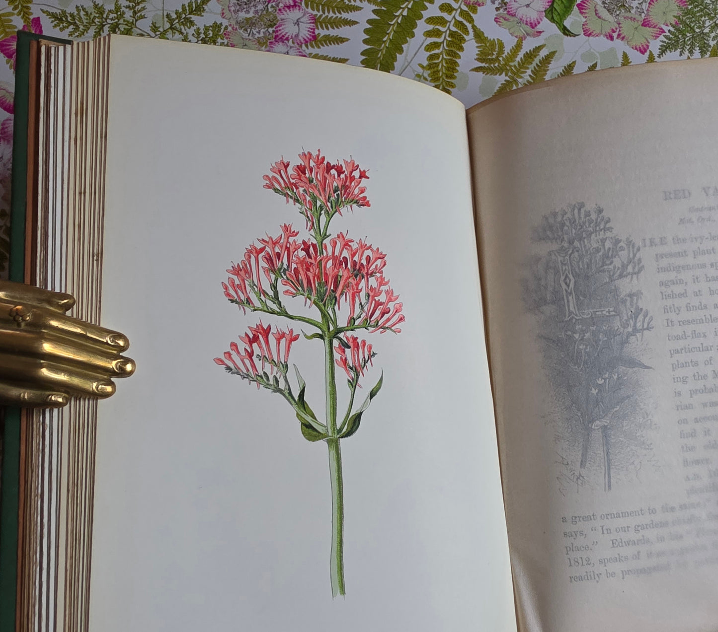 1883 Familiar Wild Flowers / Illustrated Victorian Antique Book (Third Series)