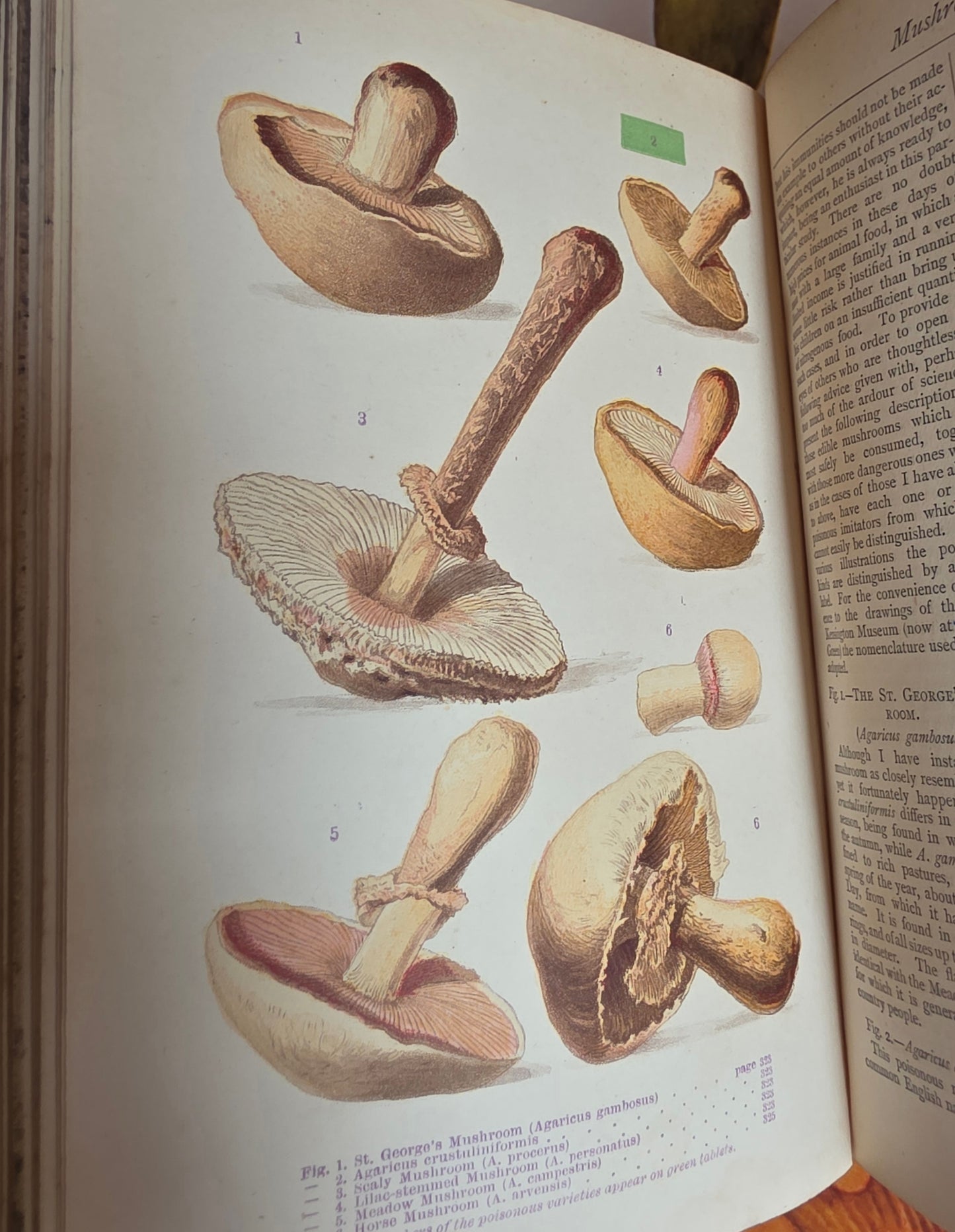 1877 A Manual of Domestic Economy - Victorian Household Manual