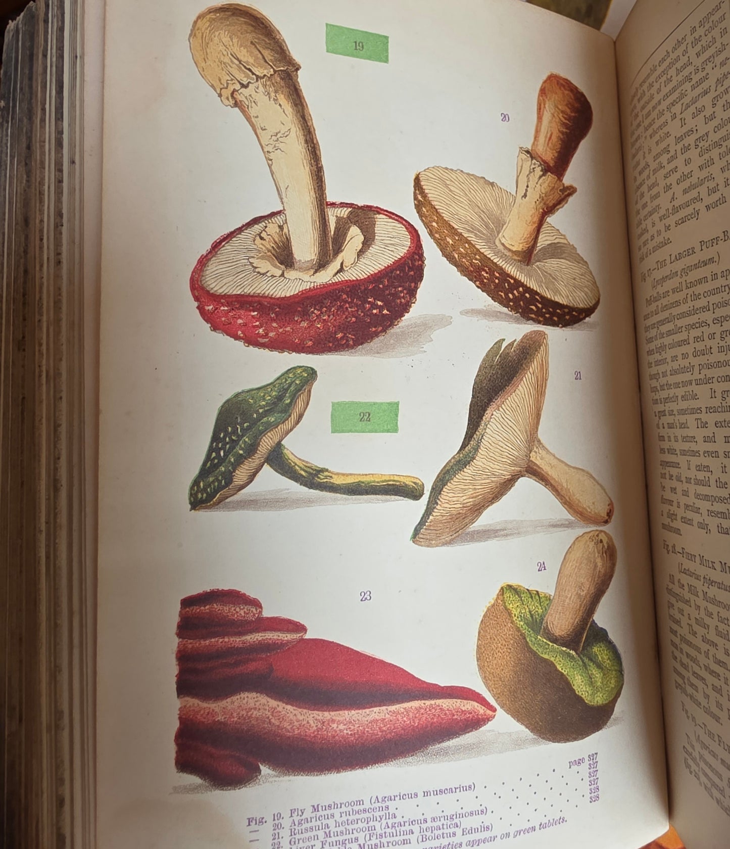 1877 A Manual of Domestic Economy - Victorian Household Manual
