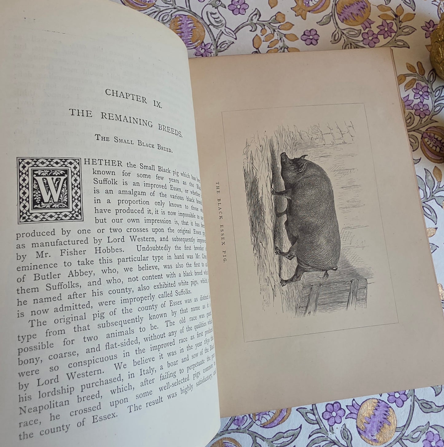 1886 The Book of the Pig by James Long - Illustrated Antique First Edition Book
