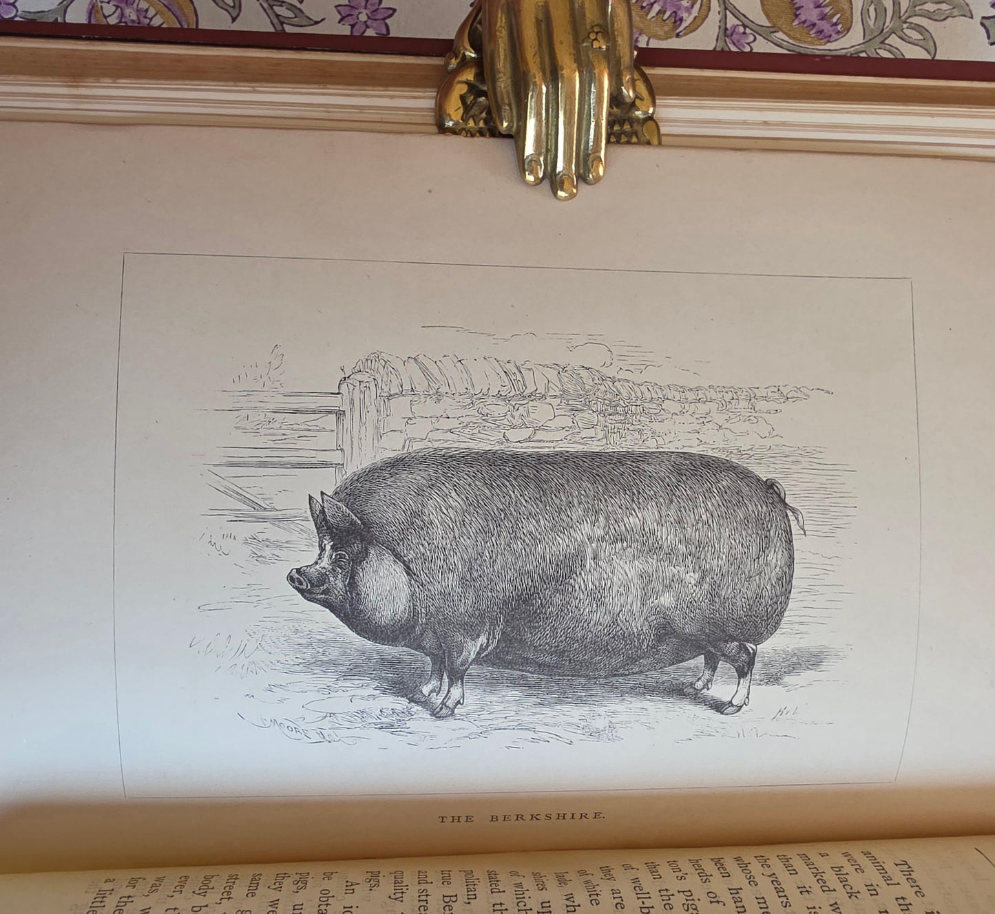 1886 The Book of the Pig by James Long - Illustrated Antique First Edition Book